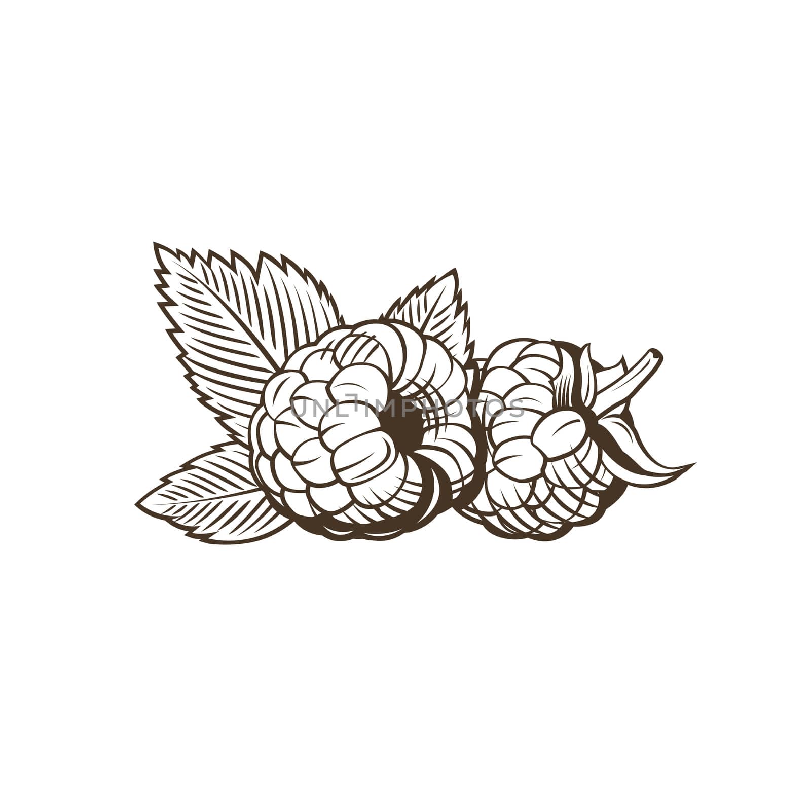 Raspberry in vintage style. Line art illustration.