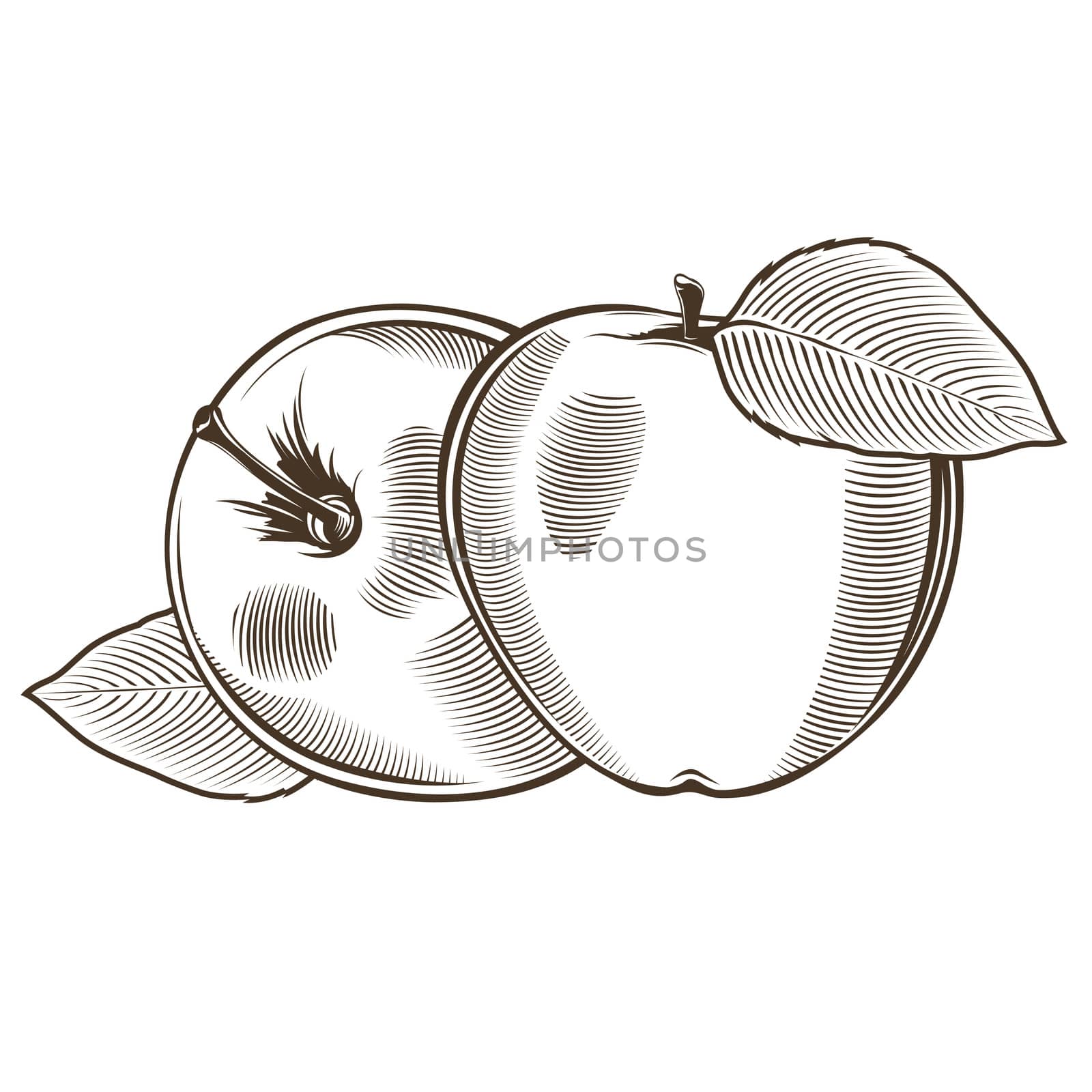 Apples in vintage style. Line art illustration.