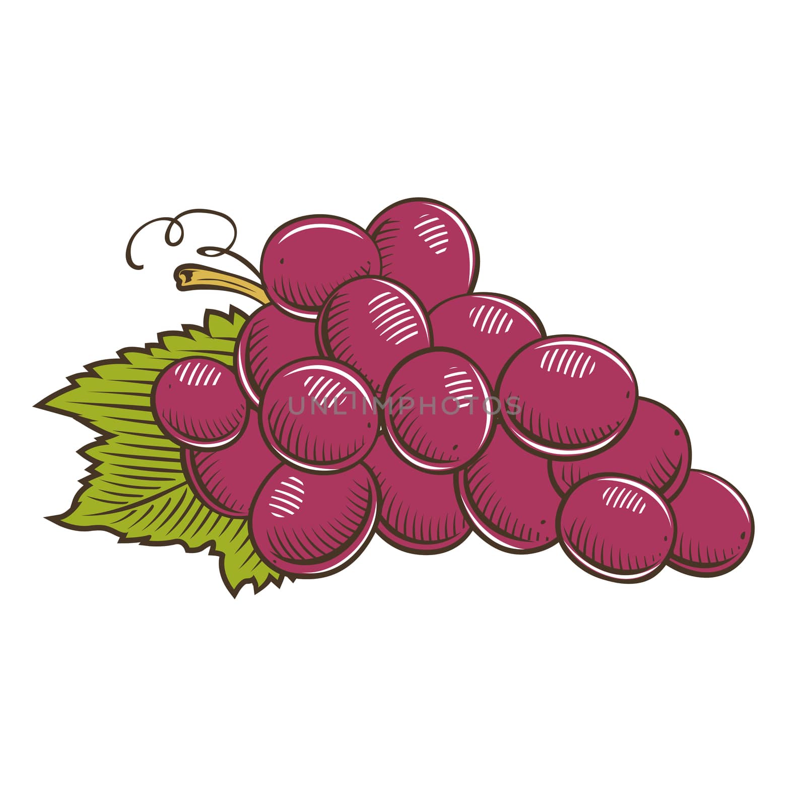 Grapes in vintage style. Line art illustration.