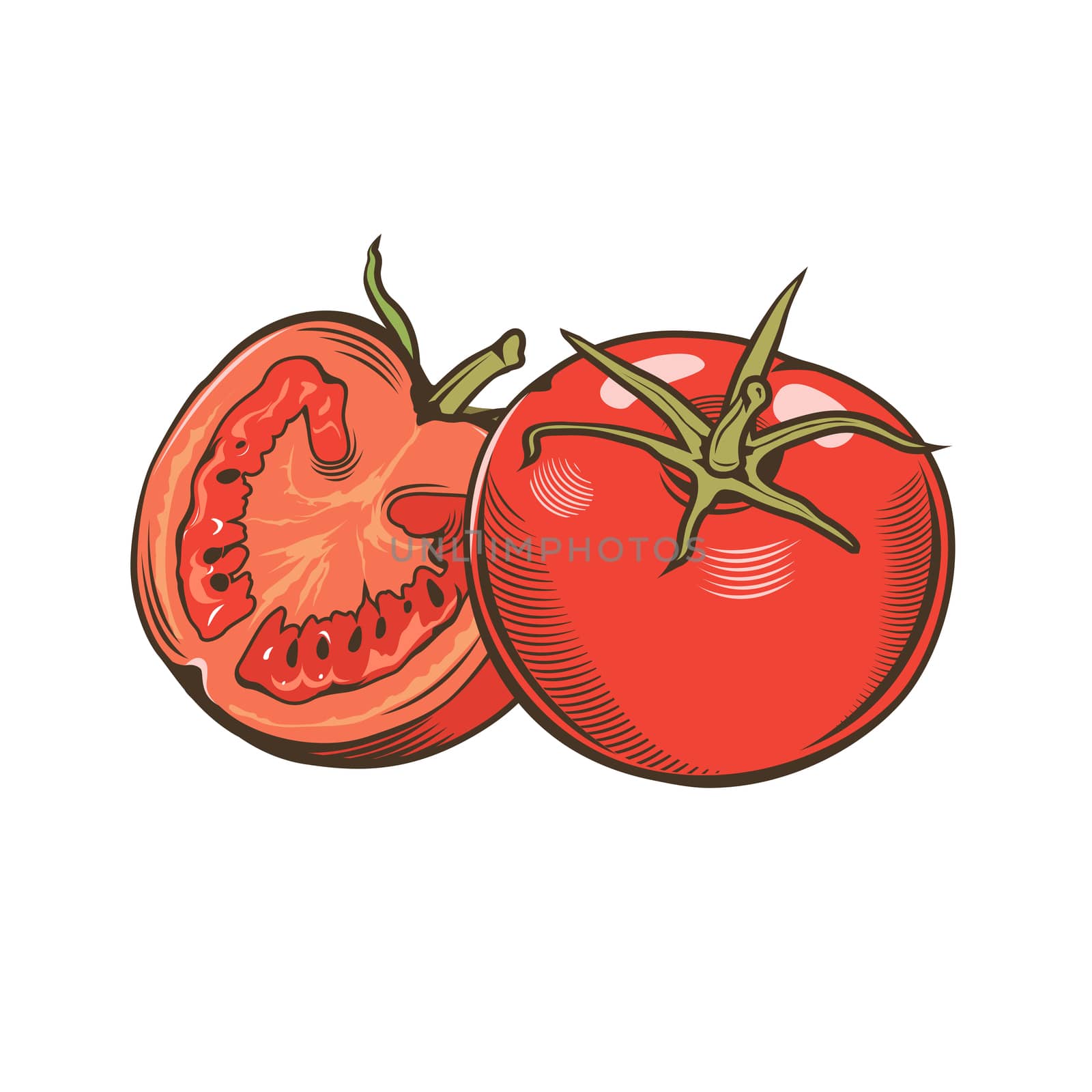 Tomatoes in vintage style. Line art illustration.