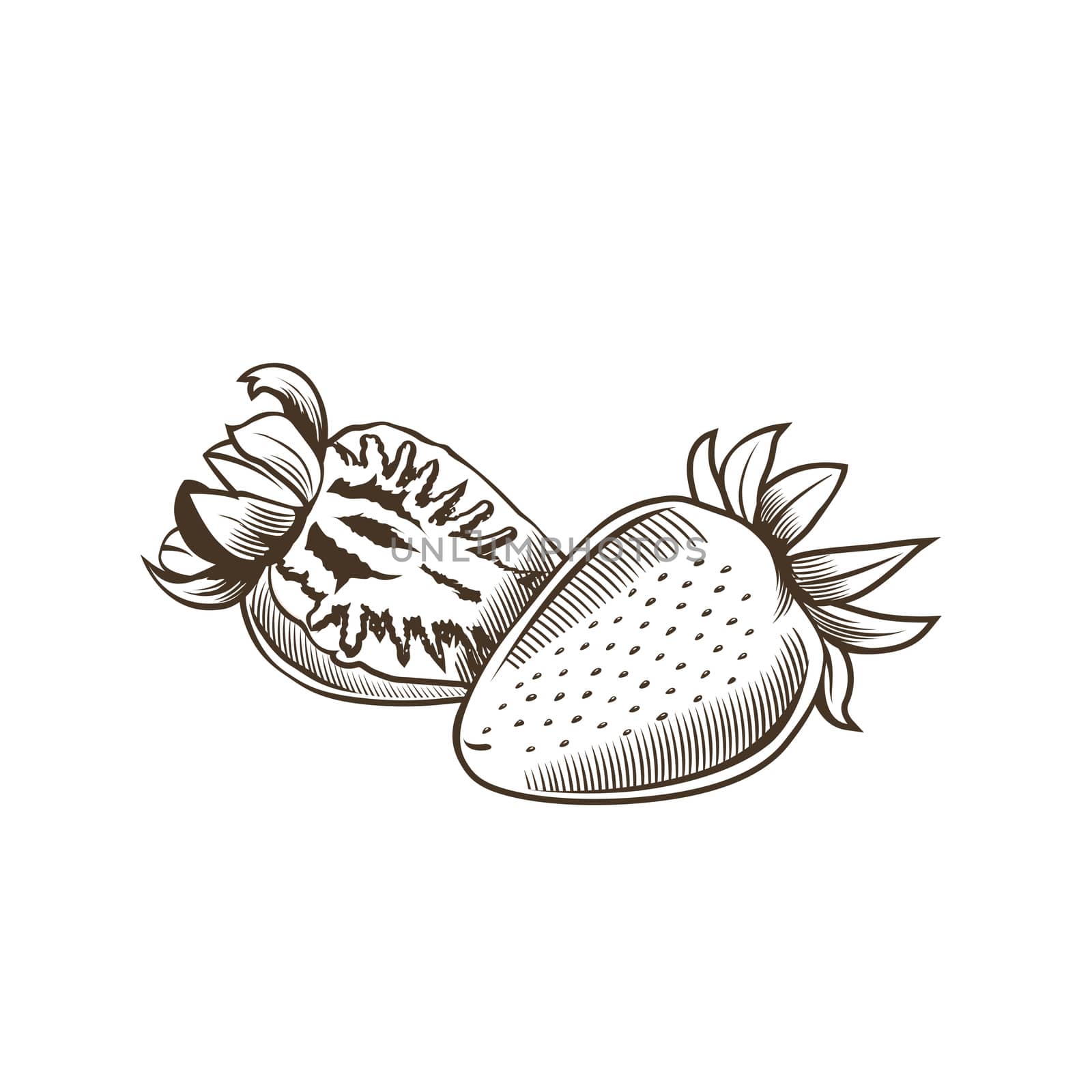 Strawberry in vintage style. Line art illustration.