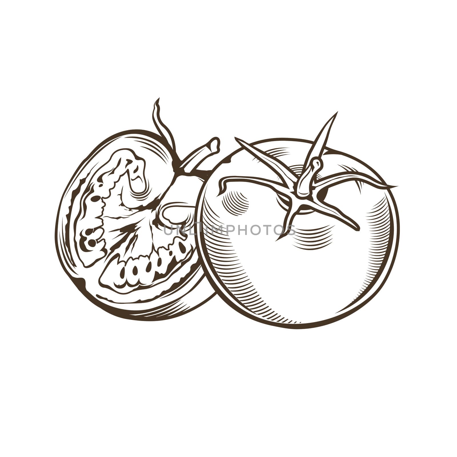 Tomatoes in vintage style. Line art illustration.