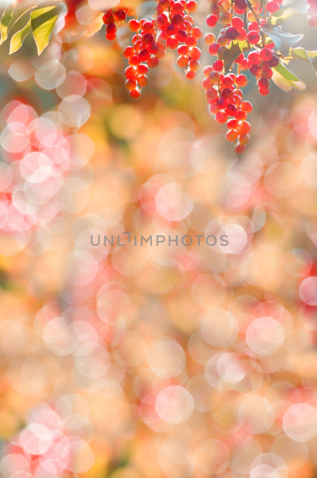 Red berries and a background with natural bokeh, lots of space for text. by Gaina