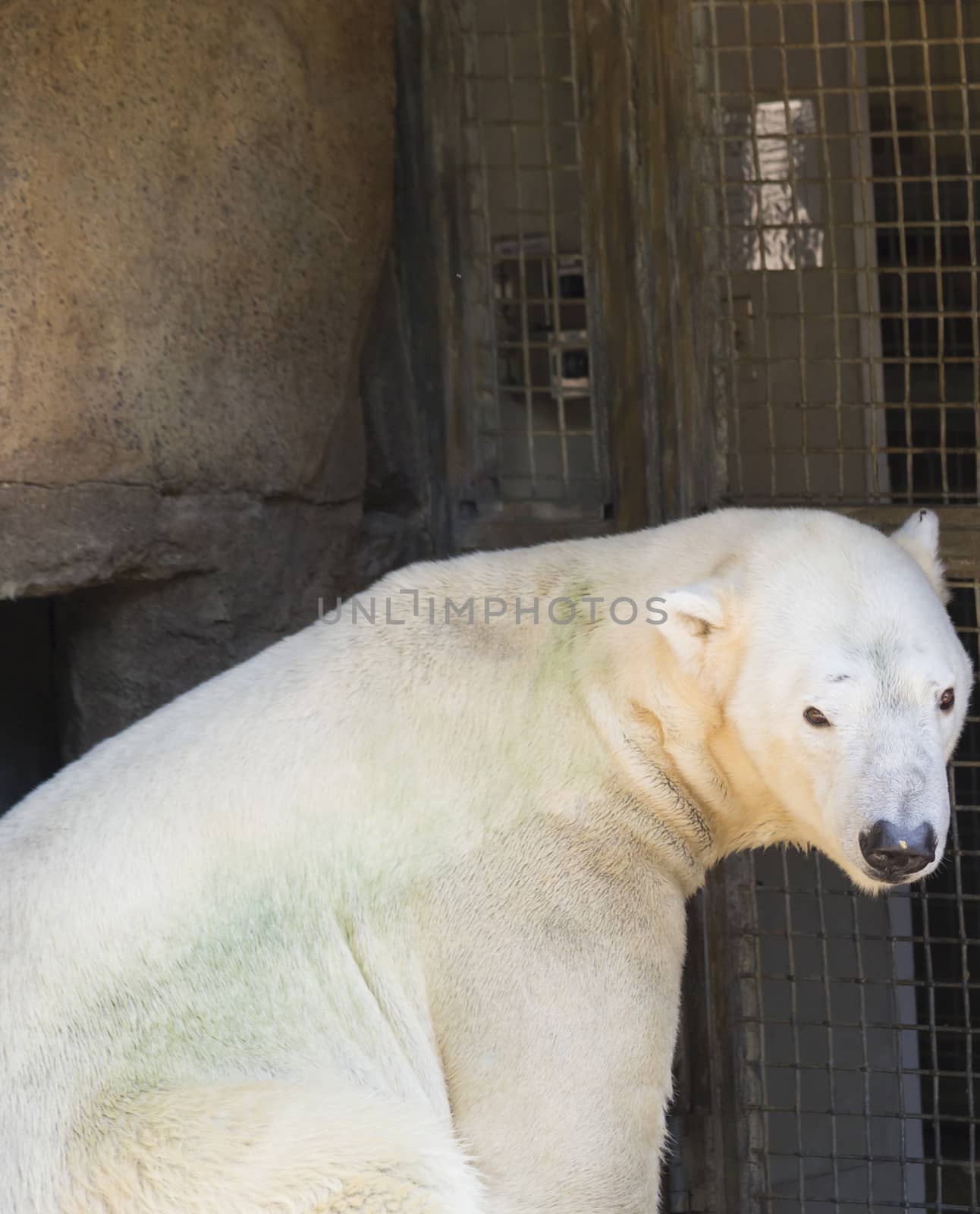 Polar Bear by tornado98