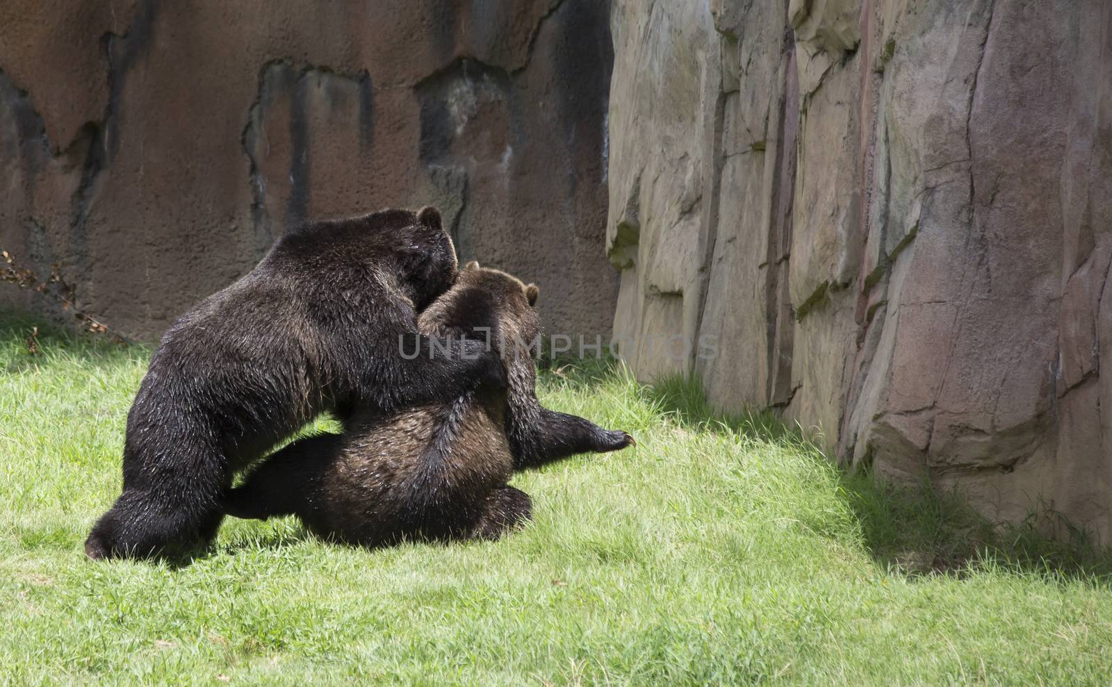 Brown bears (Ursus arctos) mating