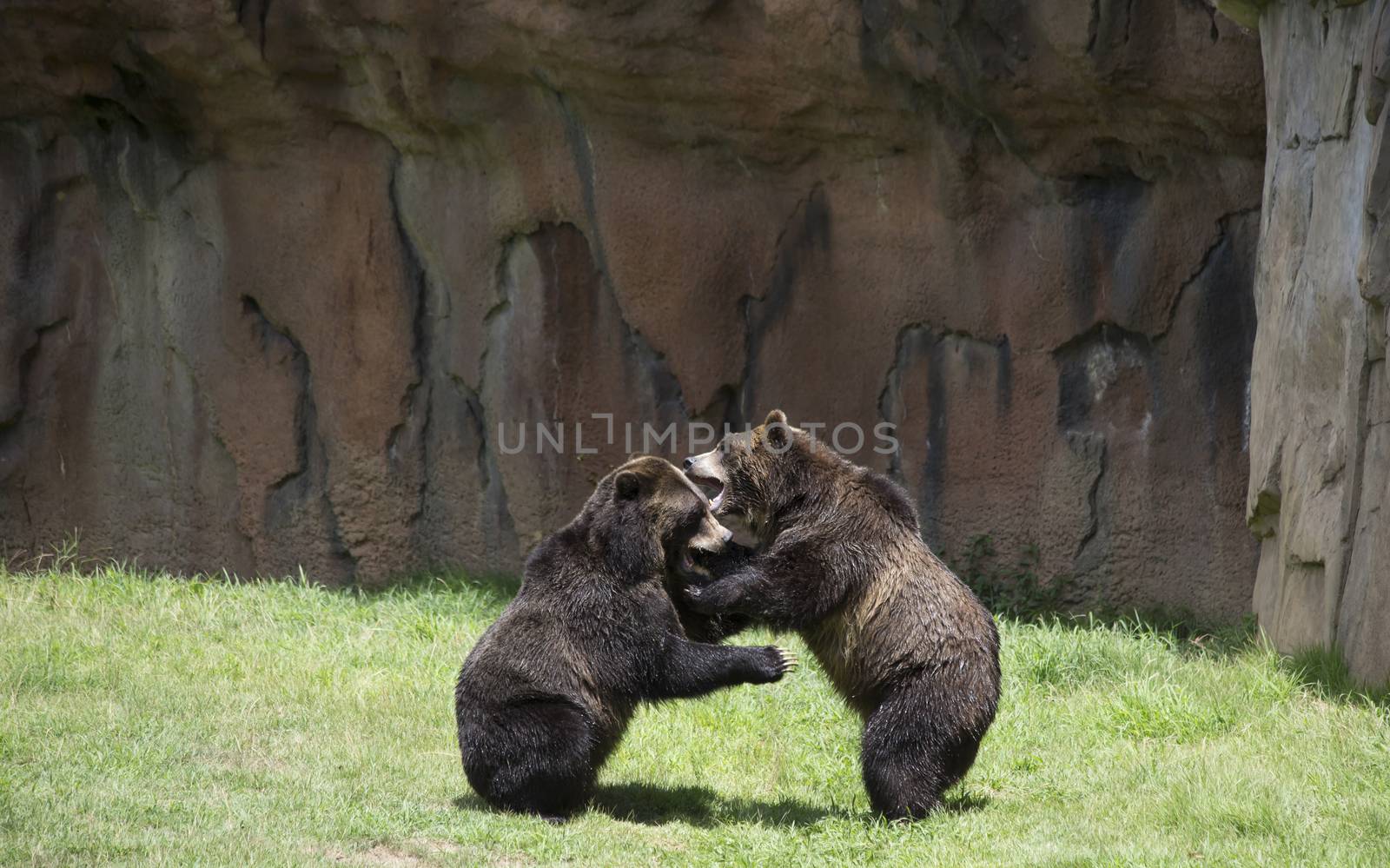 Brown bears (Ursus arctos) mating