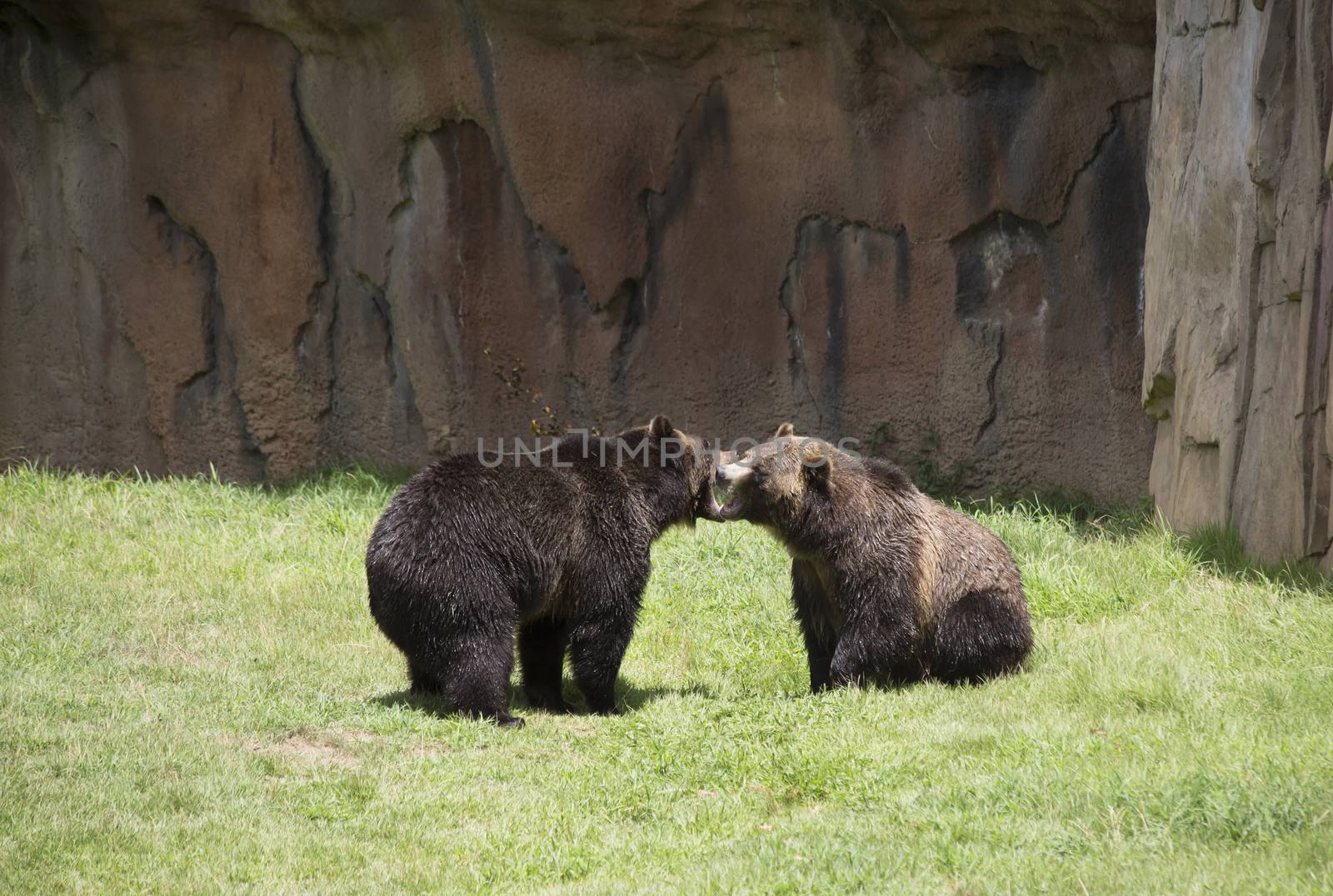 Brown bears (Ursus arctos) mating