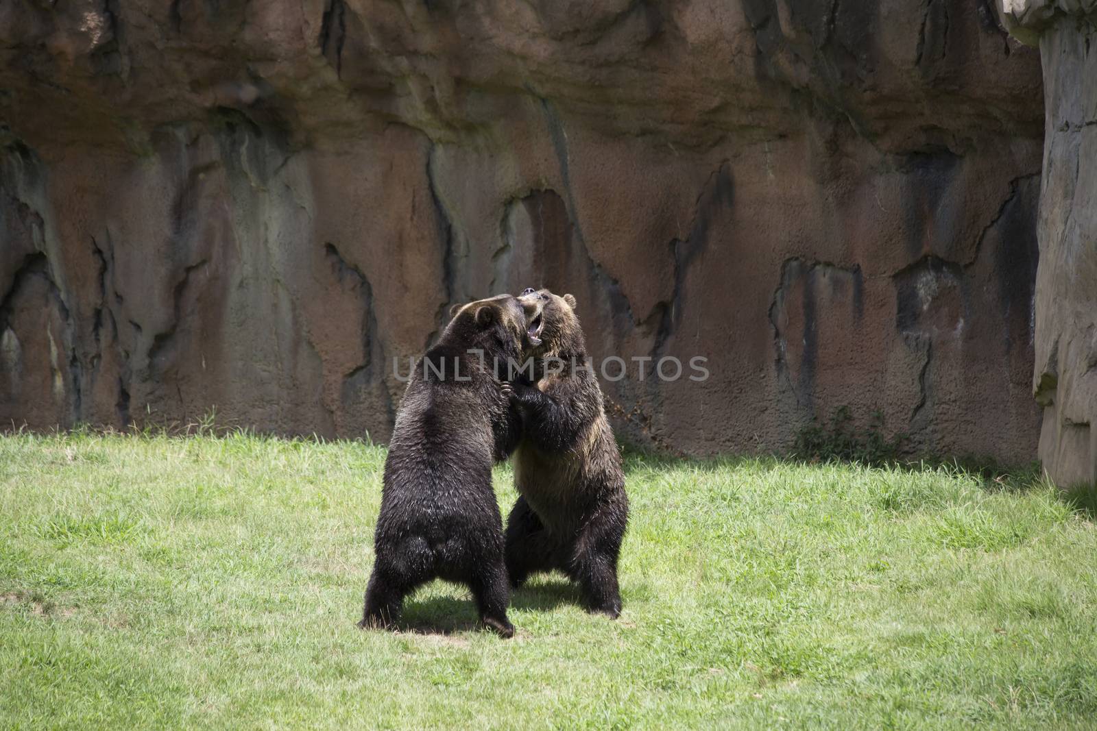 Brown bears (Ursus arctos) mating