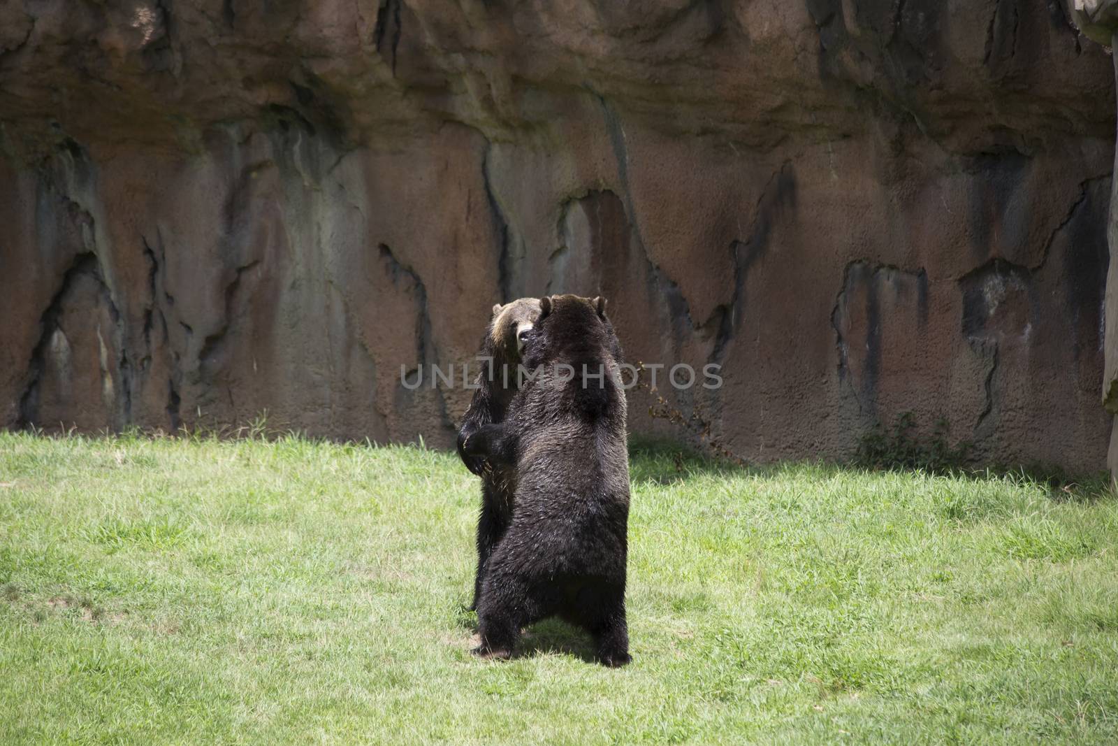 Brown bears (Ursus arctos) mating