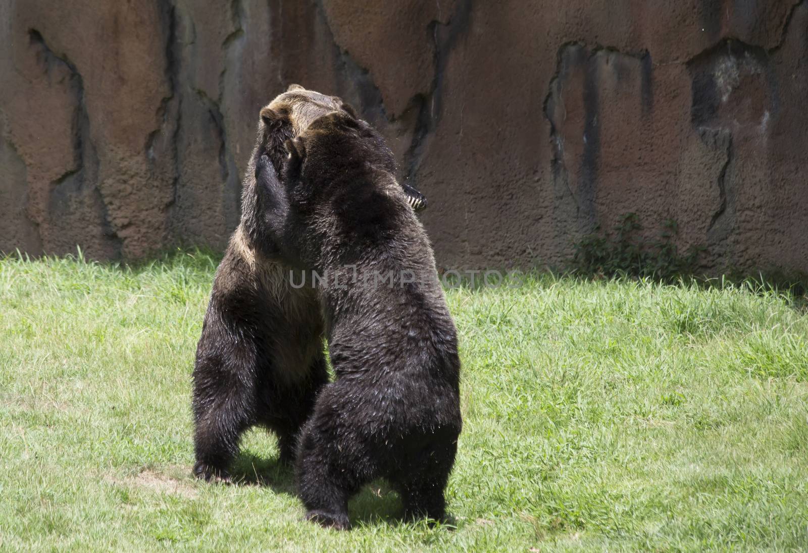 Brown bears (Ursus arctos) mating