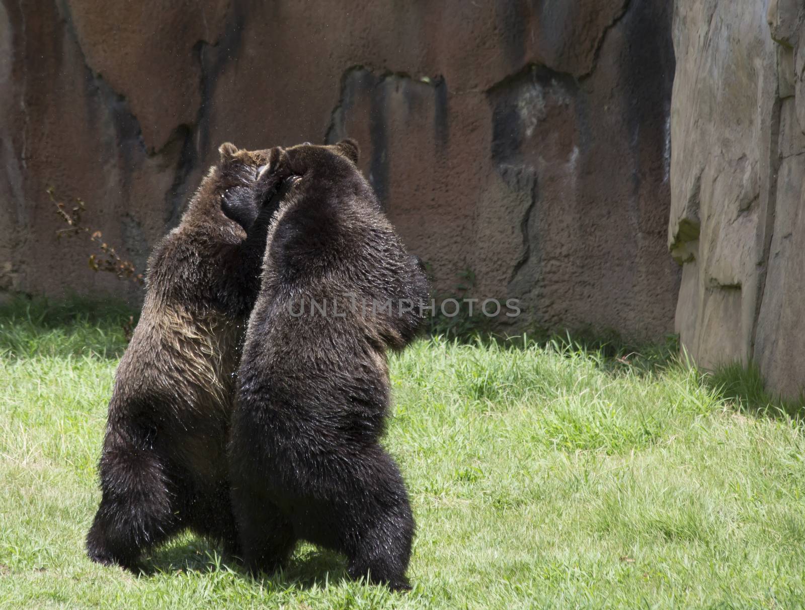 Brown bears (Ursus arctos) mating