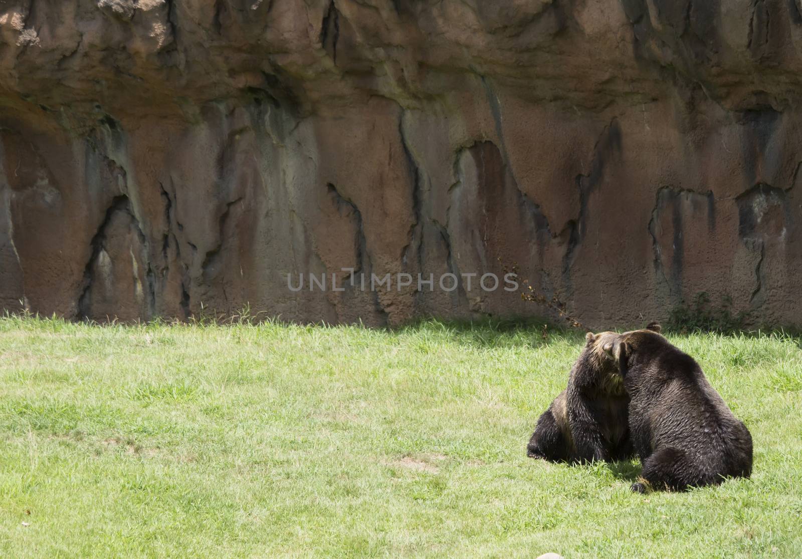 Brown bears (Ursus arctos) mating