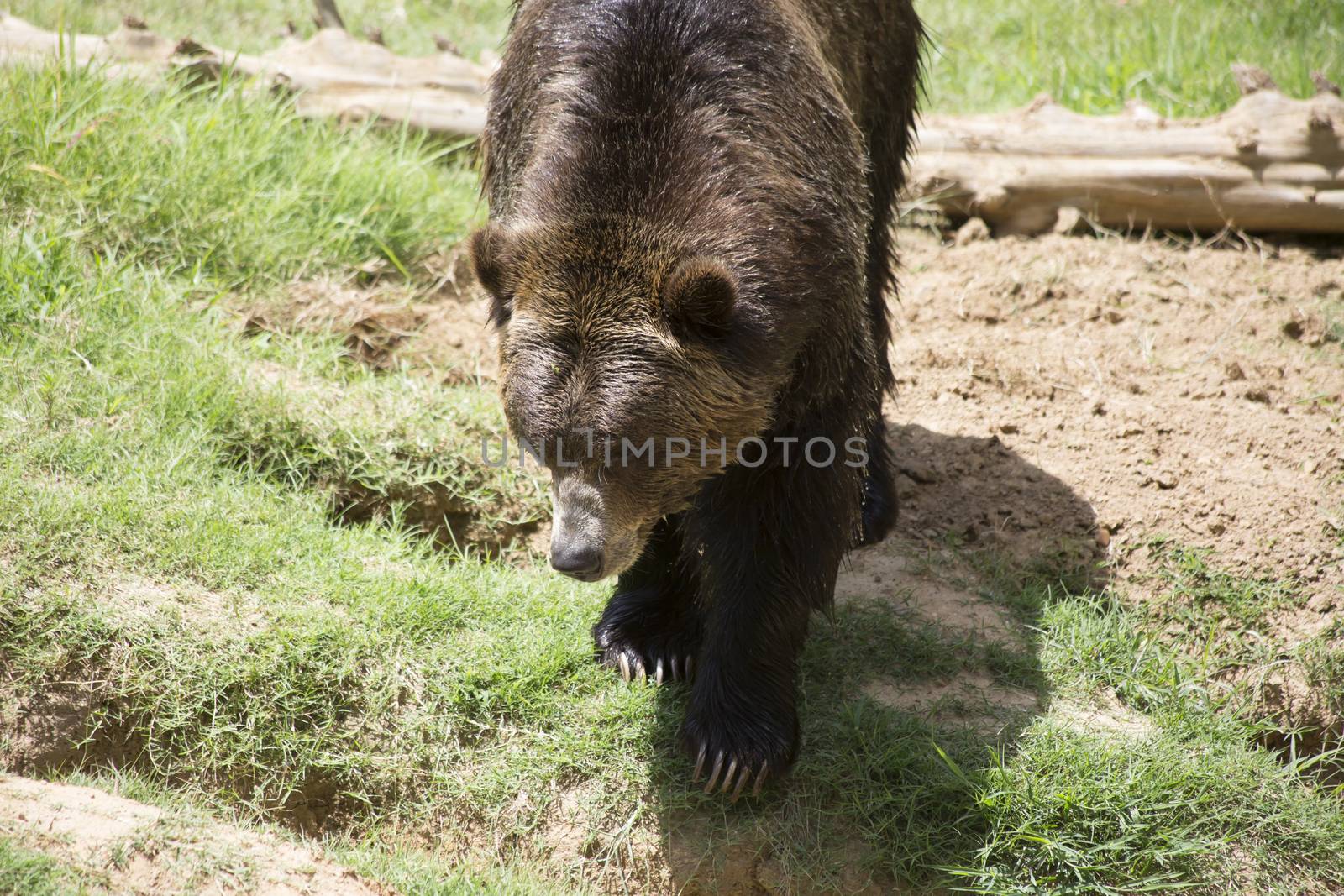 Brown Bear by tornado98