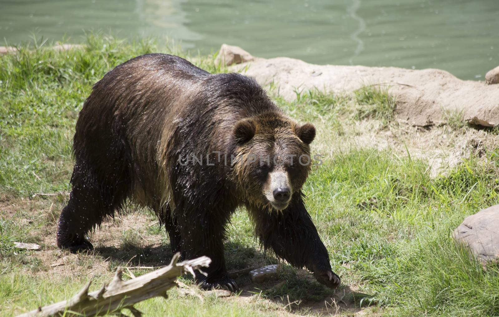 Brown bear (Ursus arctos) walking toward the camera