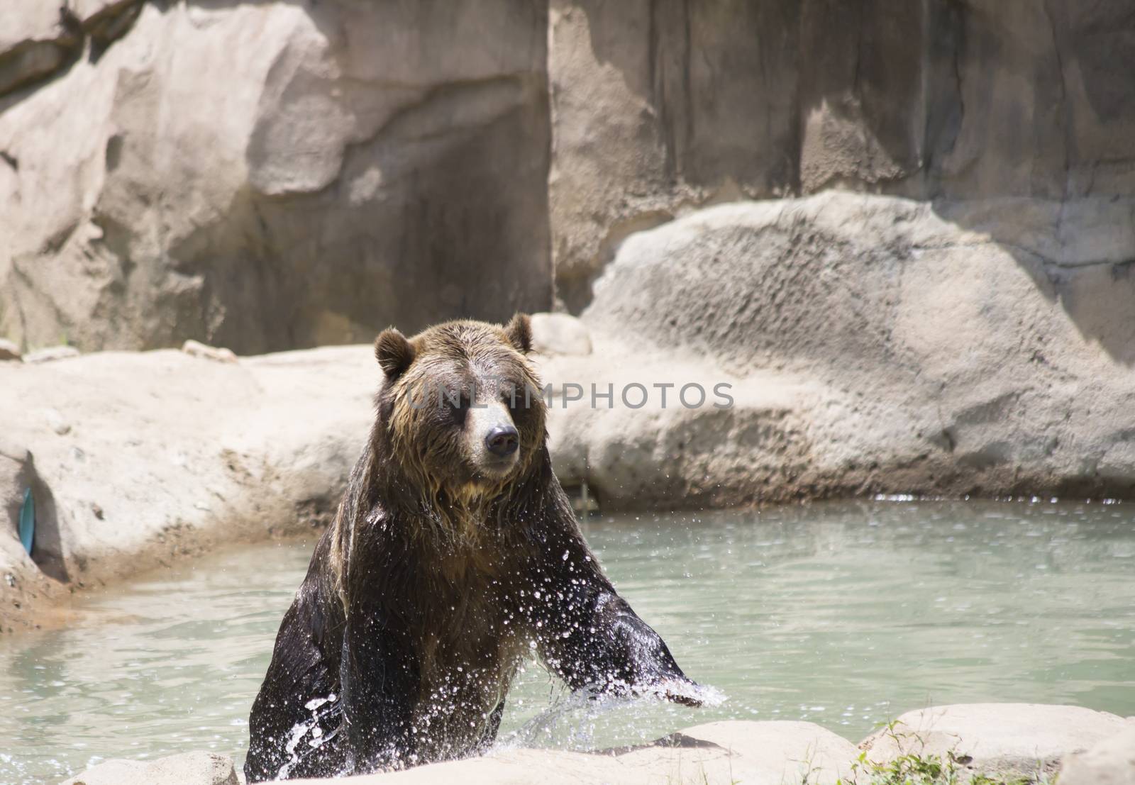 Brown bear (Ursus arctos) getting out of the water