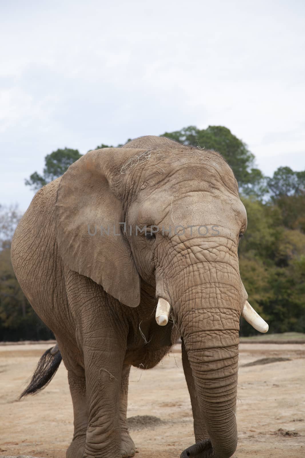 African savanna elephant (Loxodonta africana africana) eating hay