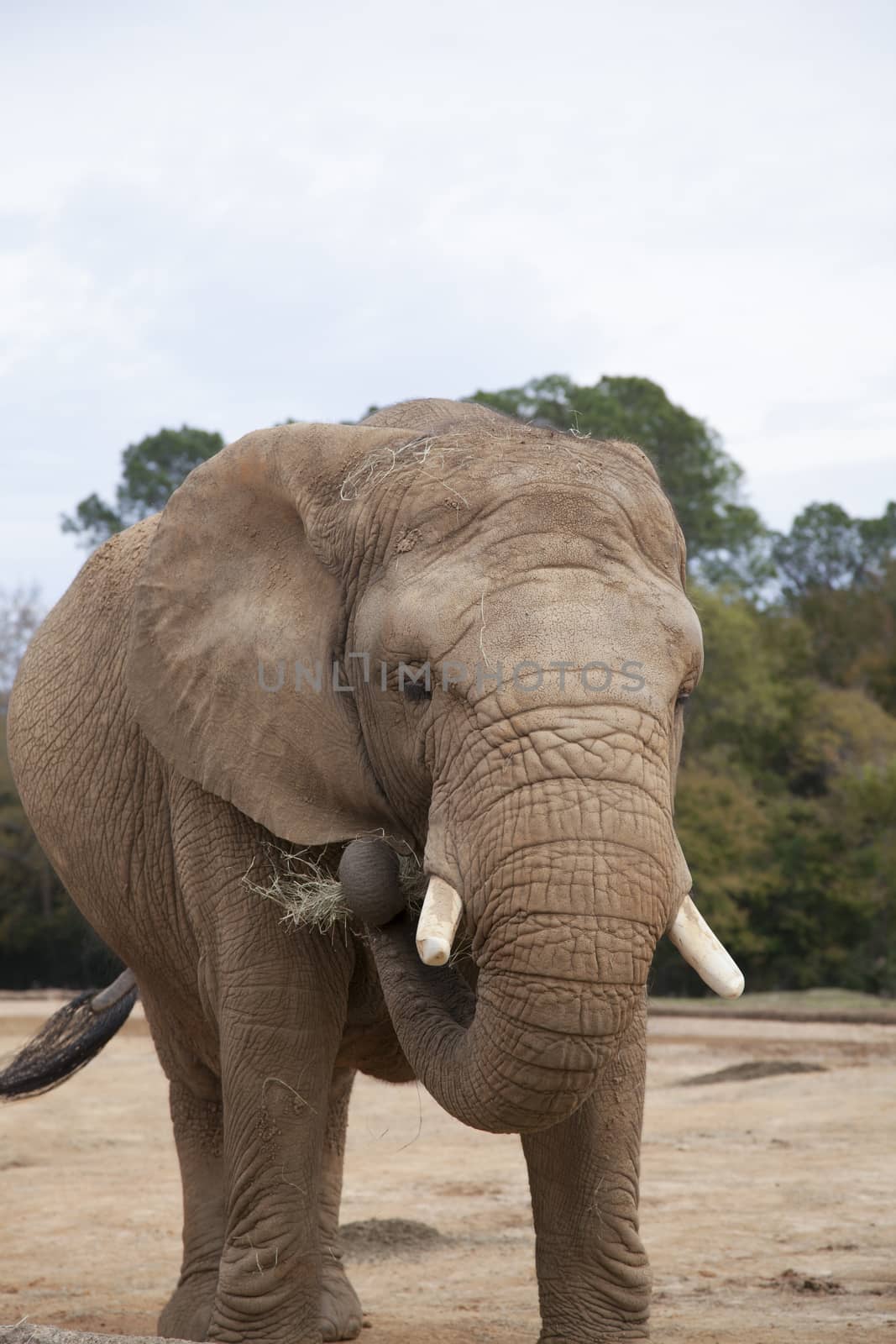 African Savanna Elephant by tornado98