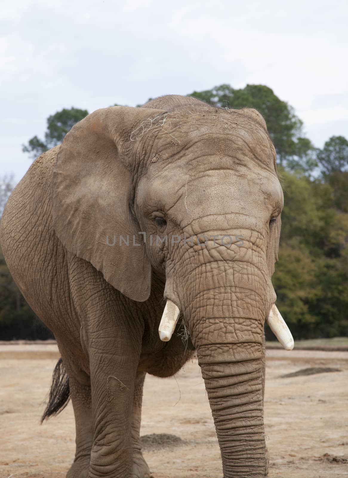 African Savanna Elephant by tornado98