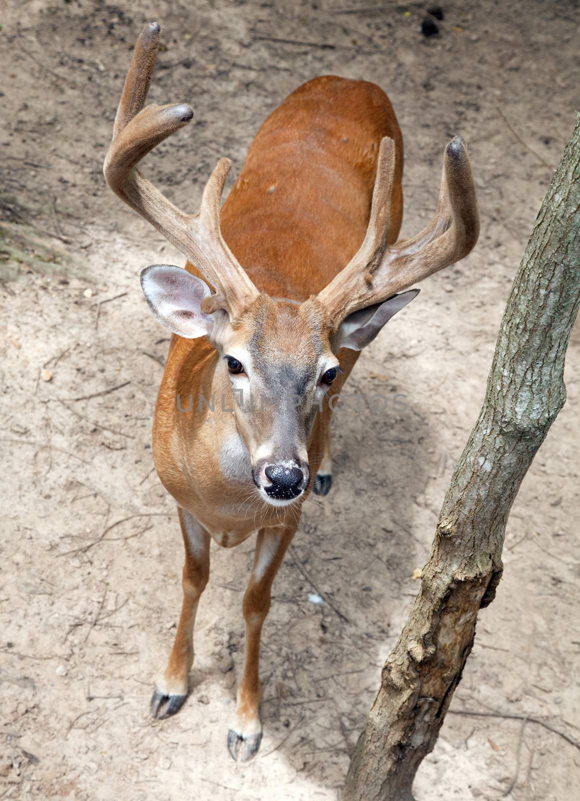 Buck with velvet antlers in the forest