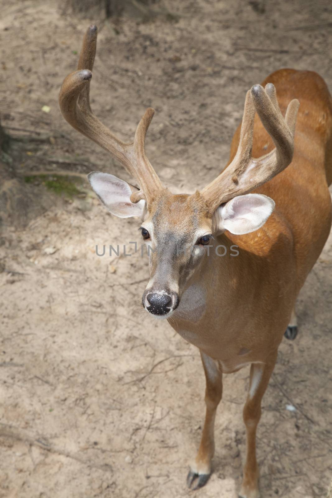 Buck with velvet antlers in the forest