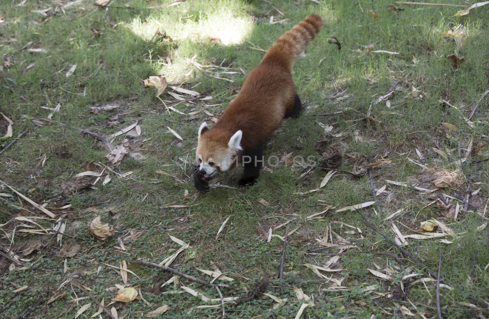 Red Panda (Ailurus fulgens) by tornado98