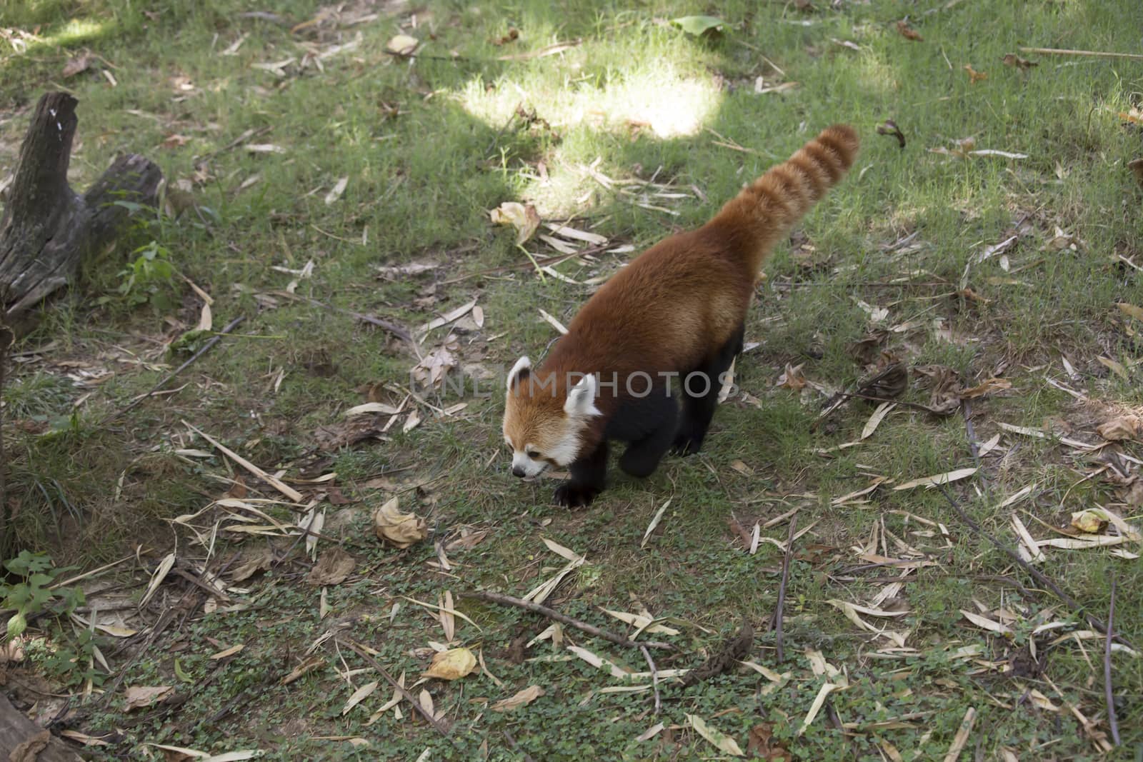 Red panda (Ailurus fulgens), or red bear-cat, walking in a grassy pasture