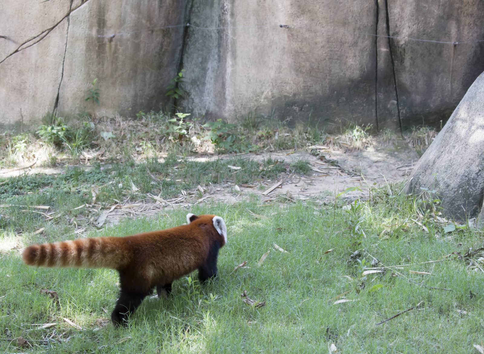 Red panda (Ailurus fulgens), or red bear-cat, walking away