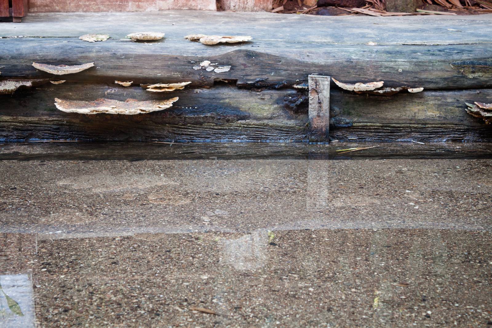 Tree reflection on spring water, stock photo