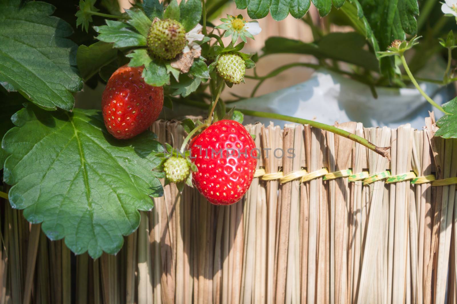 Strawberry with planting strawberry background by punsayaporn