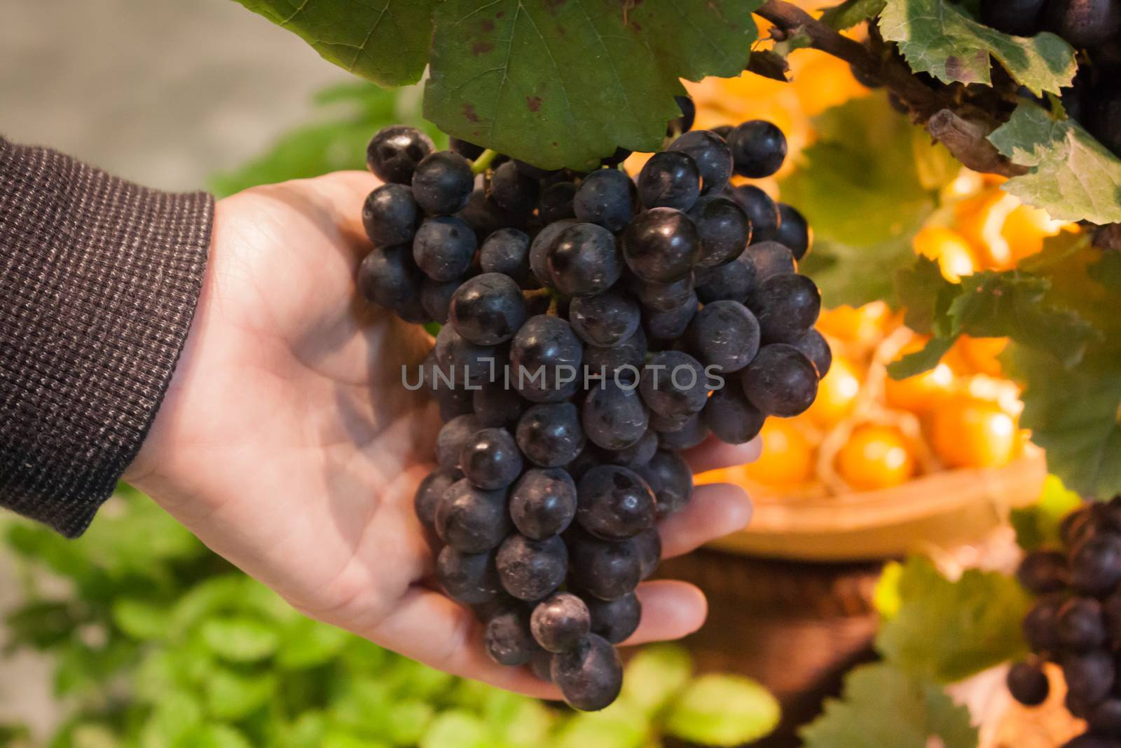 Hands holding a bunch of grapes by punsayaporn