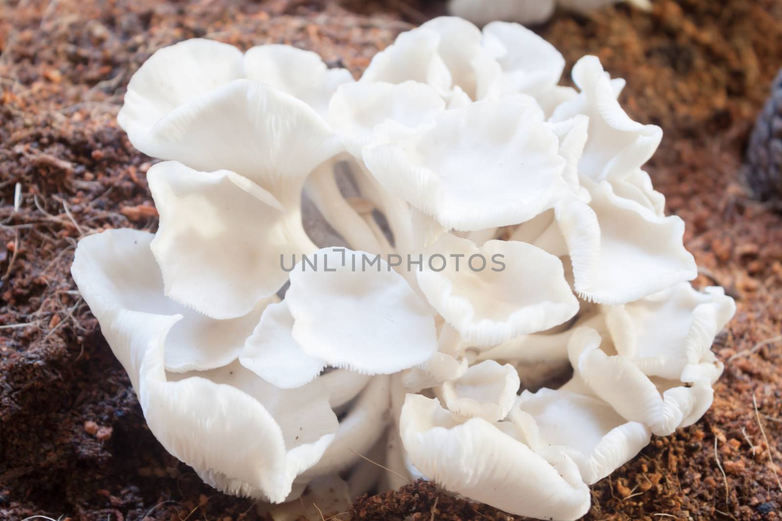 Fresh oyster mushrooms for display by punsayaporn