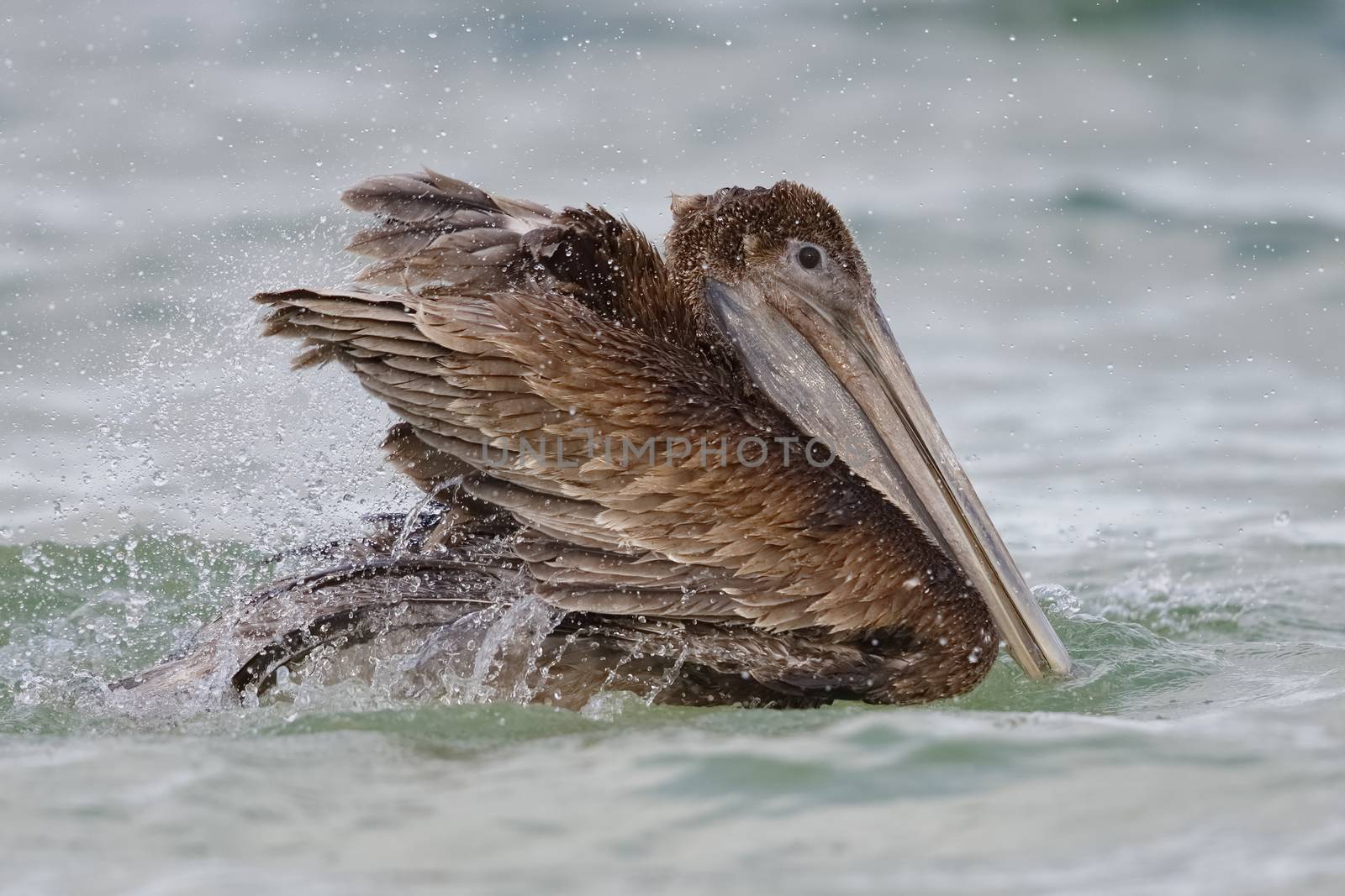 Immature Brown Pelican bathing in the Gulf of Mexico by gonepaddling