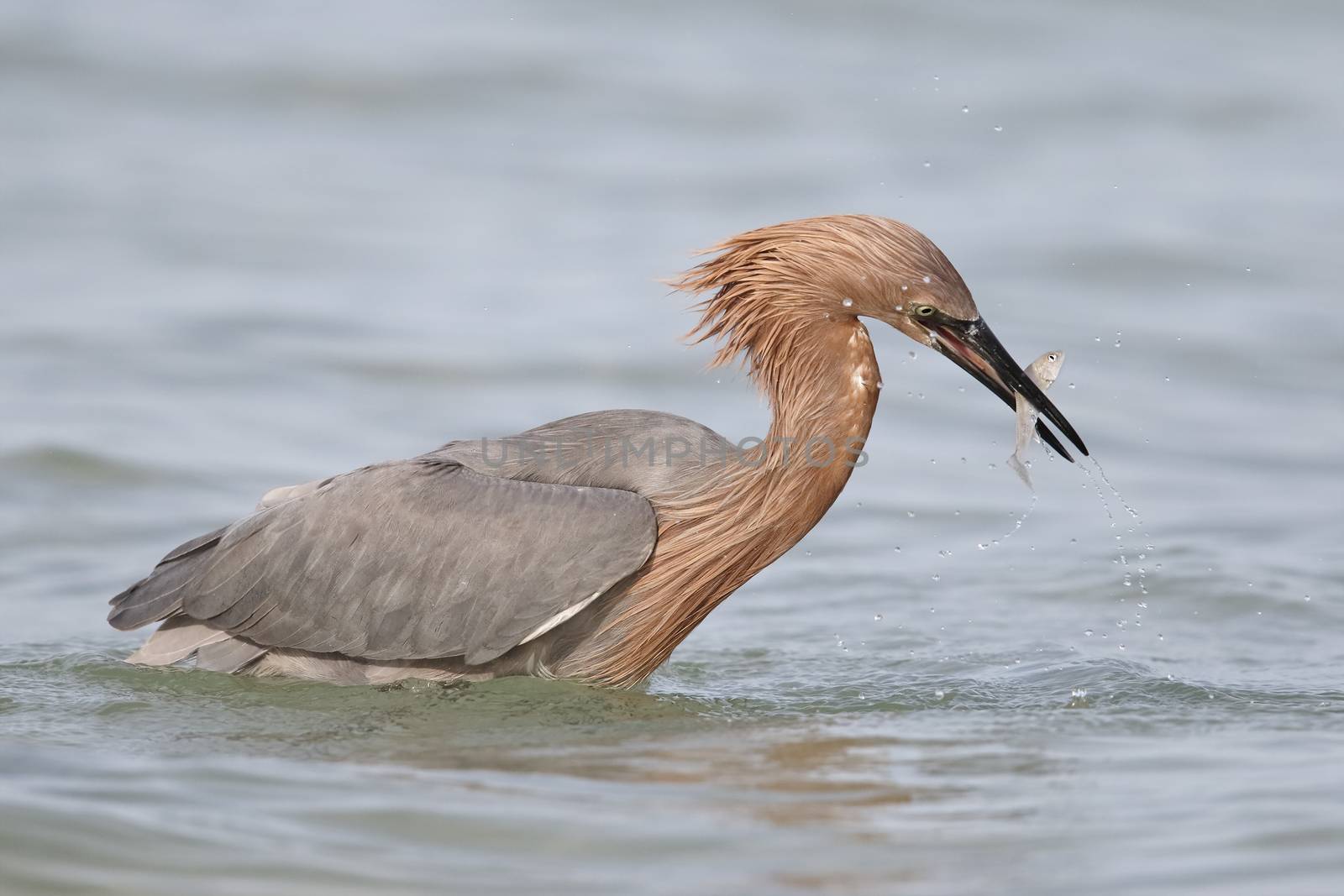 Reddish Egret catching a fish - St. Petersburg, Florida by gonepaddling