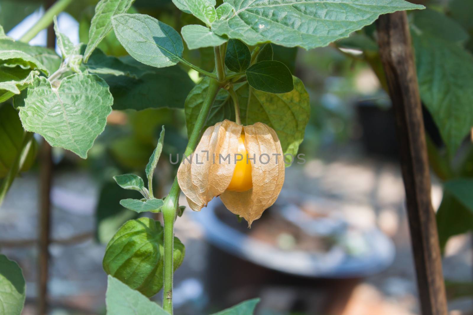 Cape Gooseberry on green background, stock photo