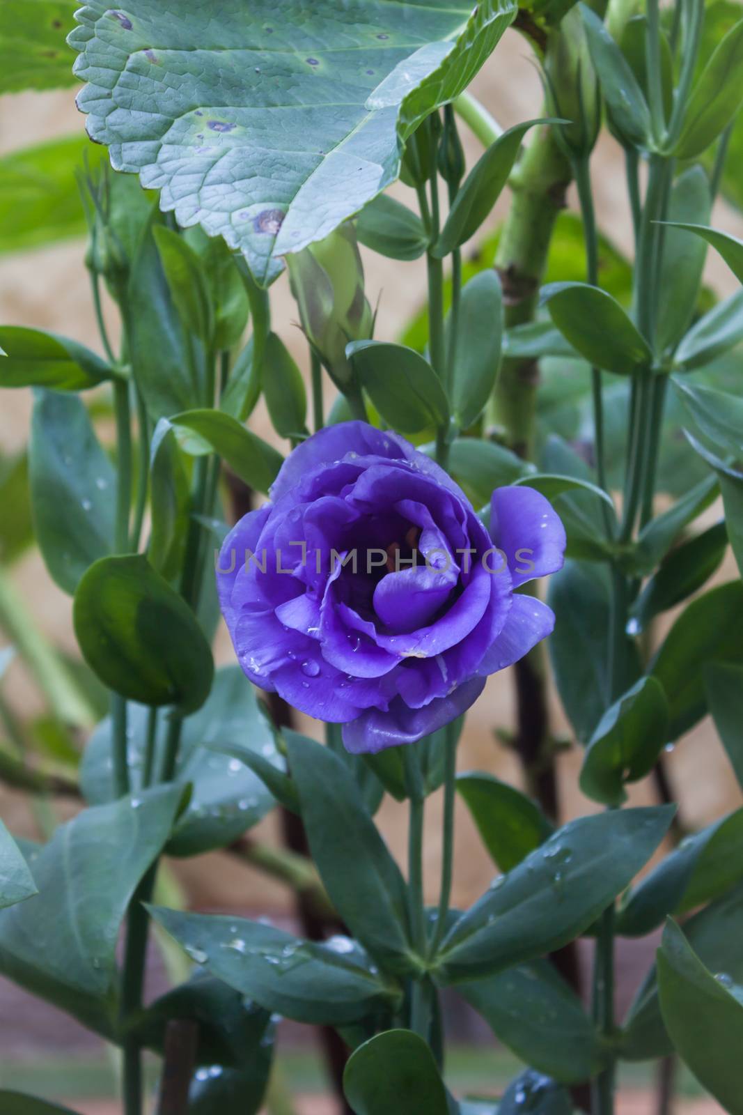 Purple flower with green background by punsayaporn