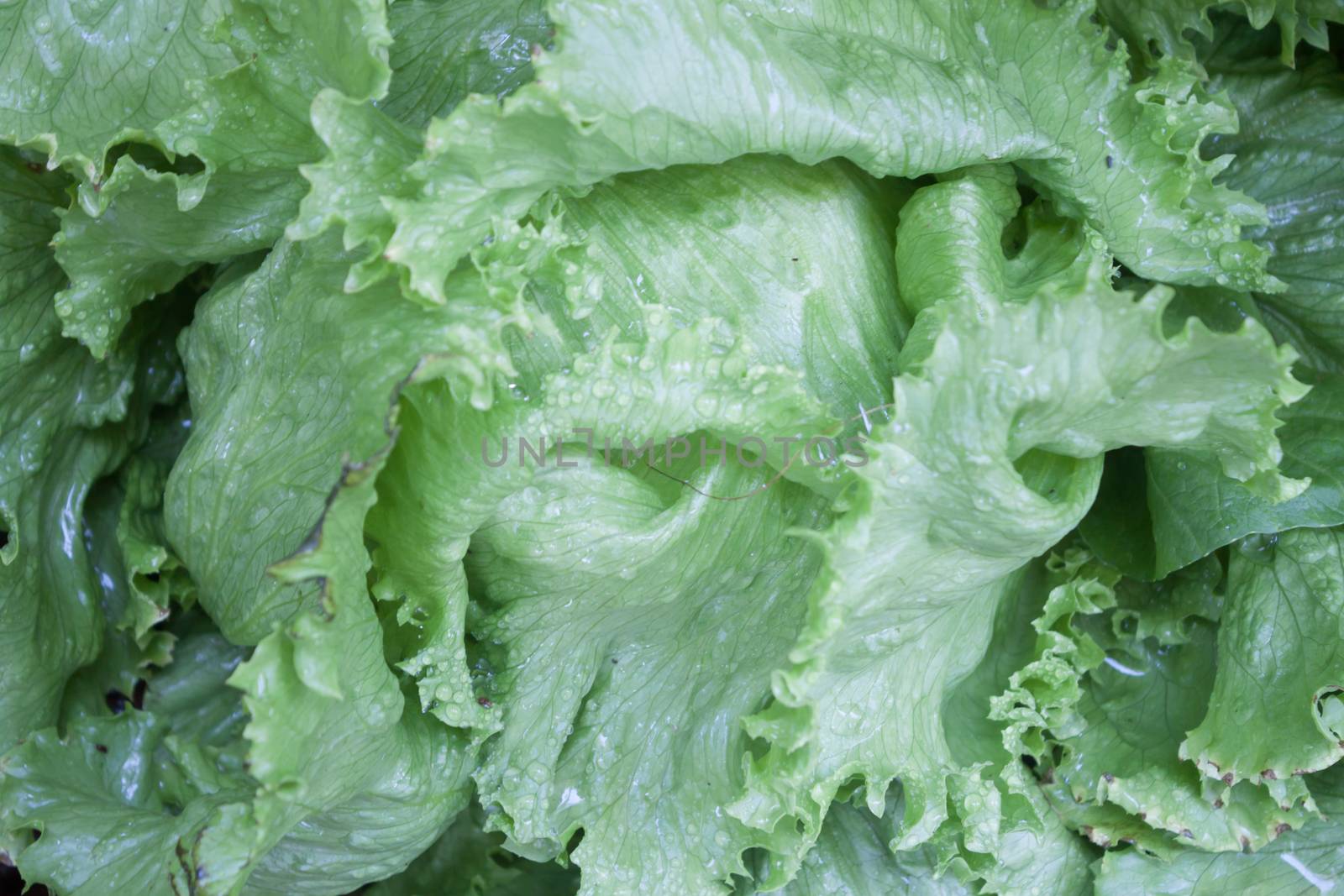 Closeup of green Iceberg lettuce by punsayaporn