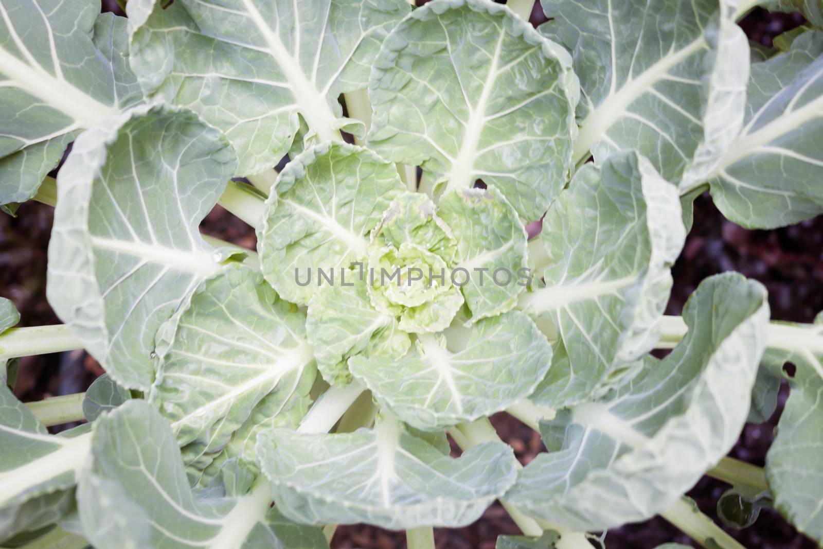 Top view of fresh green vegetable, stock photo