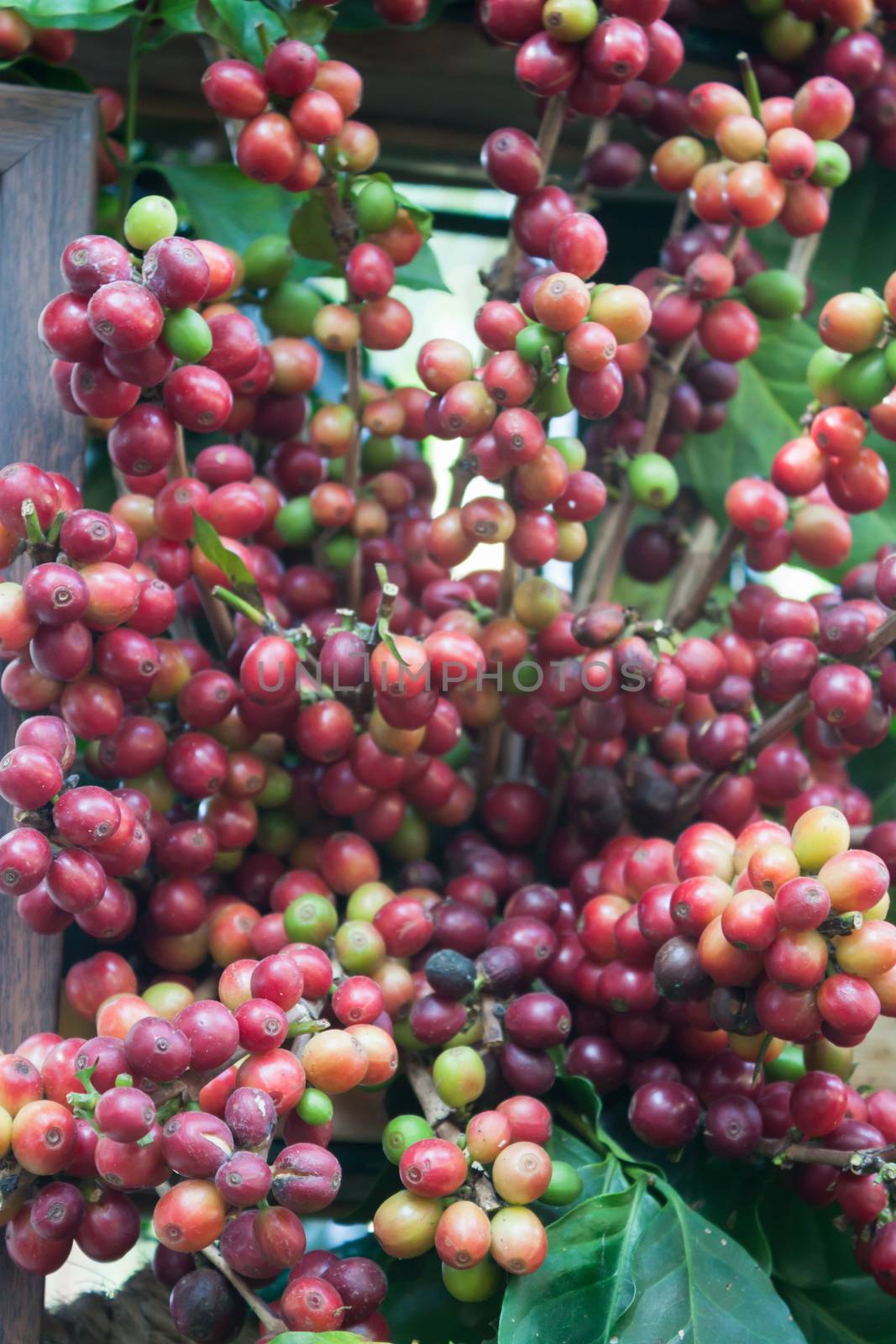 Coffee seeds on a coffee tree by punsayaporn