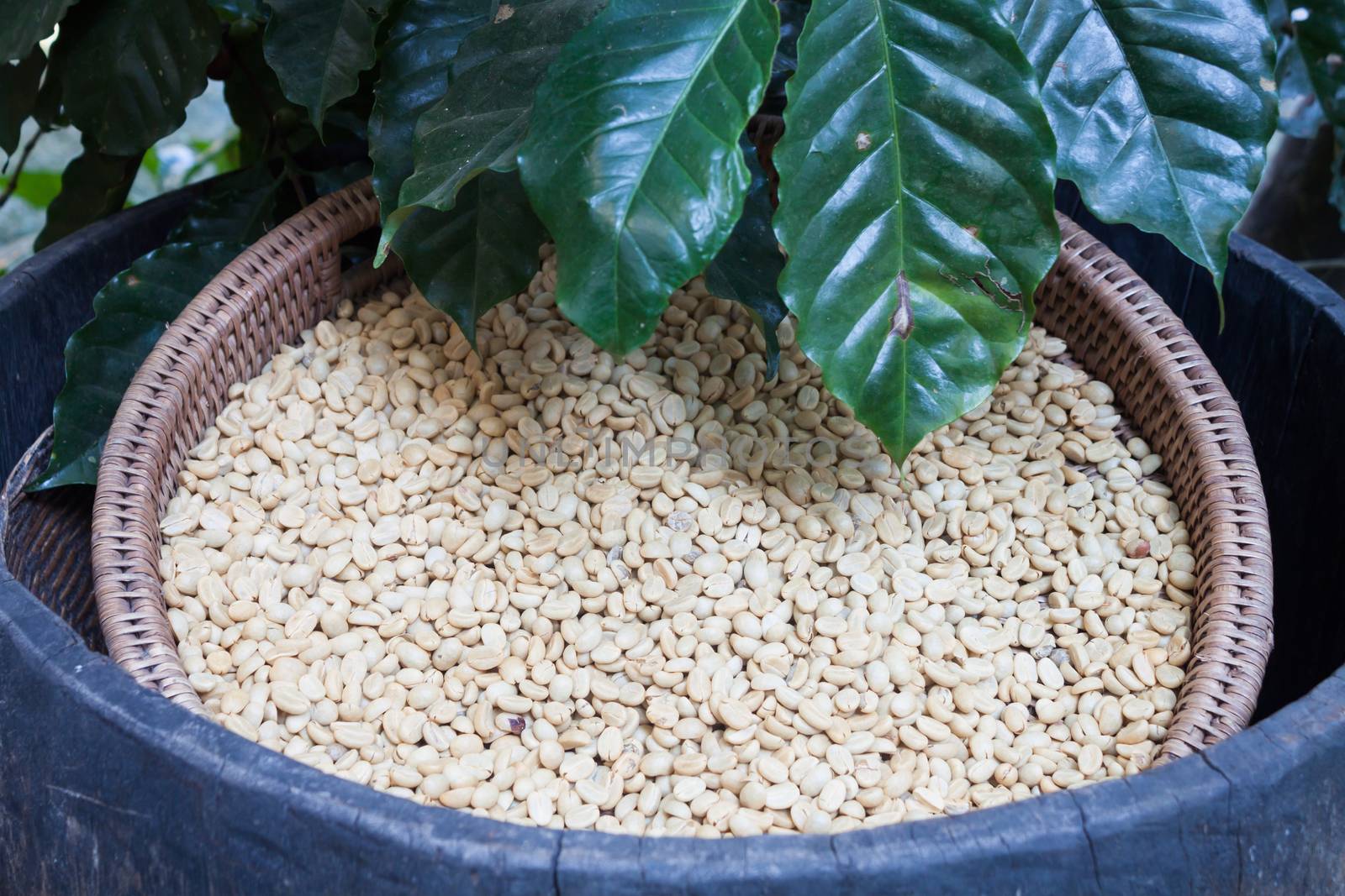 Raw coffee beans in tray by punsayaporn