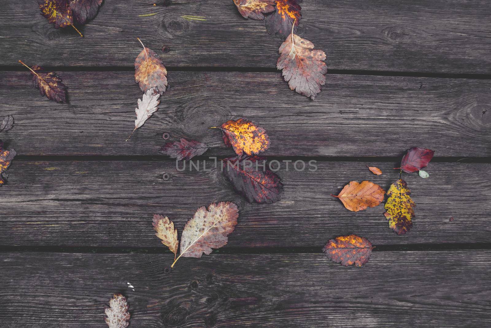 Colorful autumn leaves in the fall on wooden planks in the autumn season in colorful autumn colors from oak and beech trees in the fall in october.