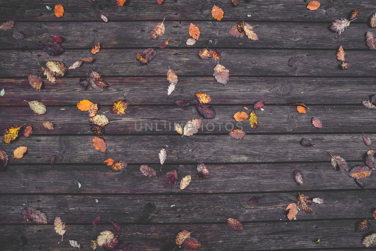 Autumn leaves on a wooden background with dark planks in the autumn season with colorful autumn leaves i various colors in the fall