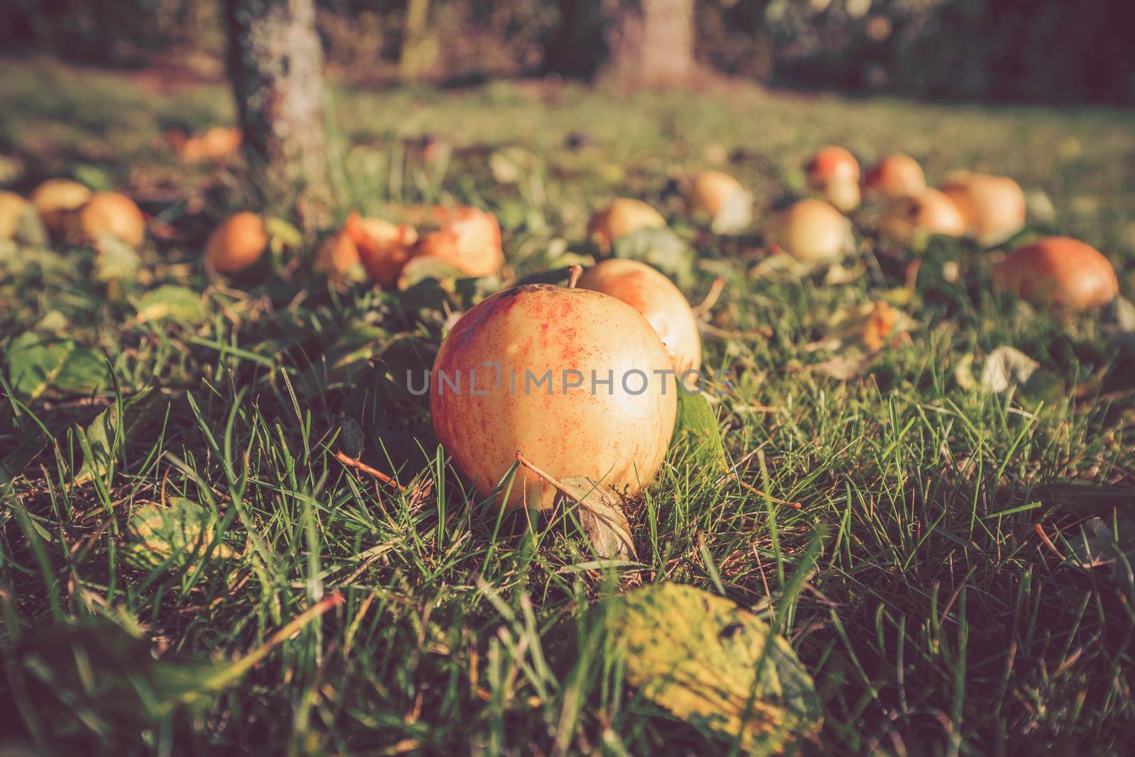 Autumn apples on the ground in autumn by Sportactive