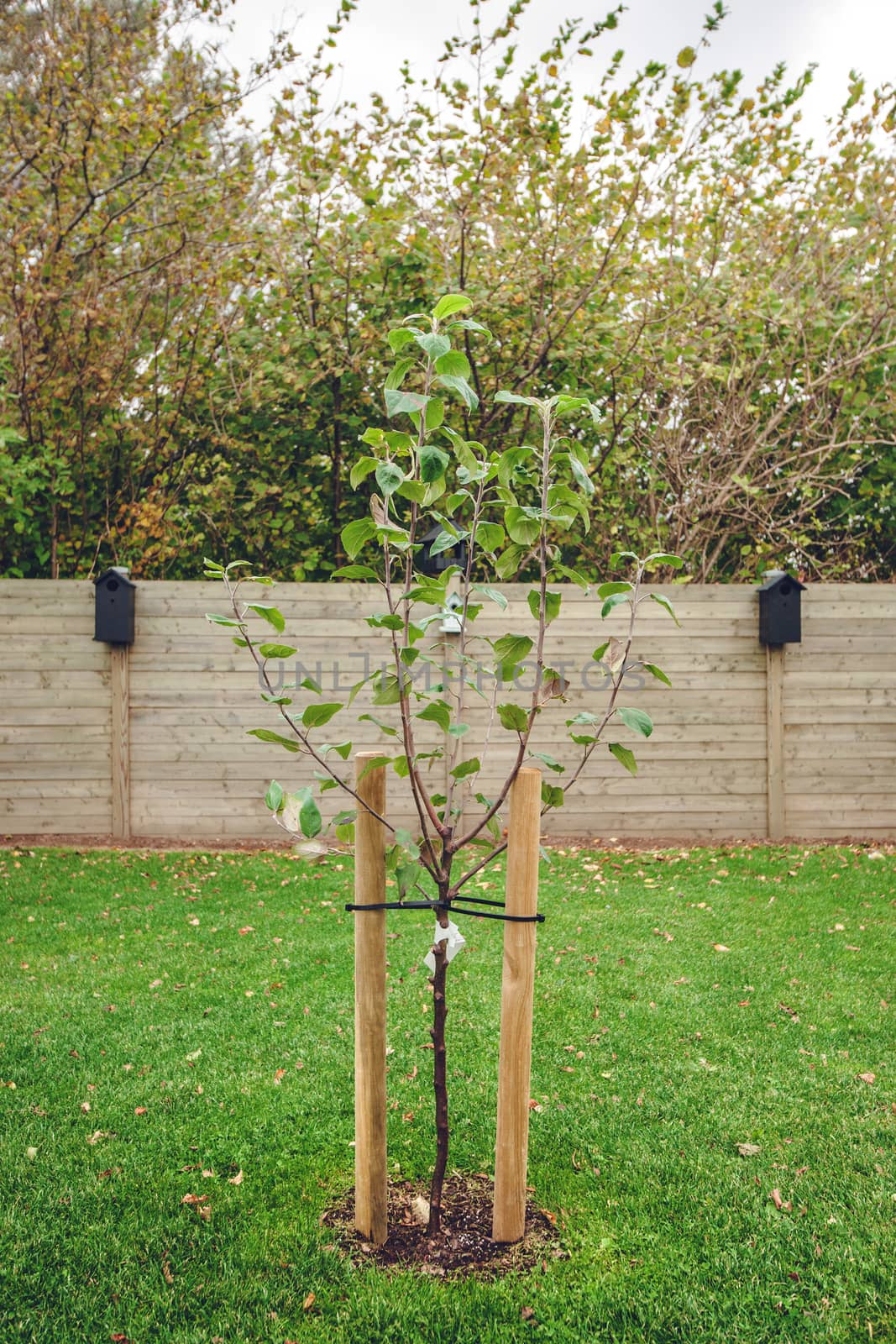 New planted apple tree in a garden in the fall