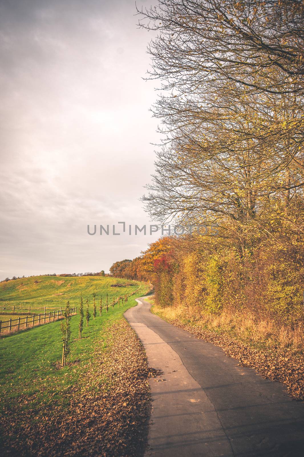 Curvy road in a countryside landscape in the fall with colorful trees and bushes by the road in a rural scenery