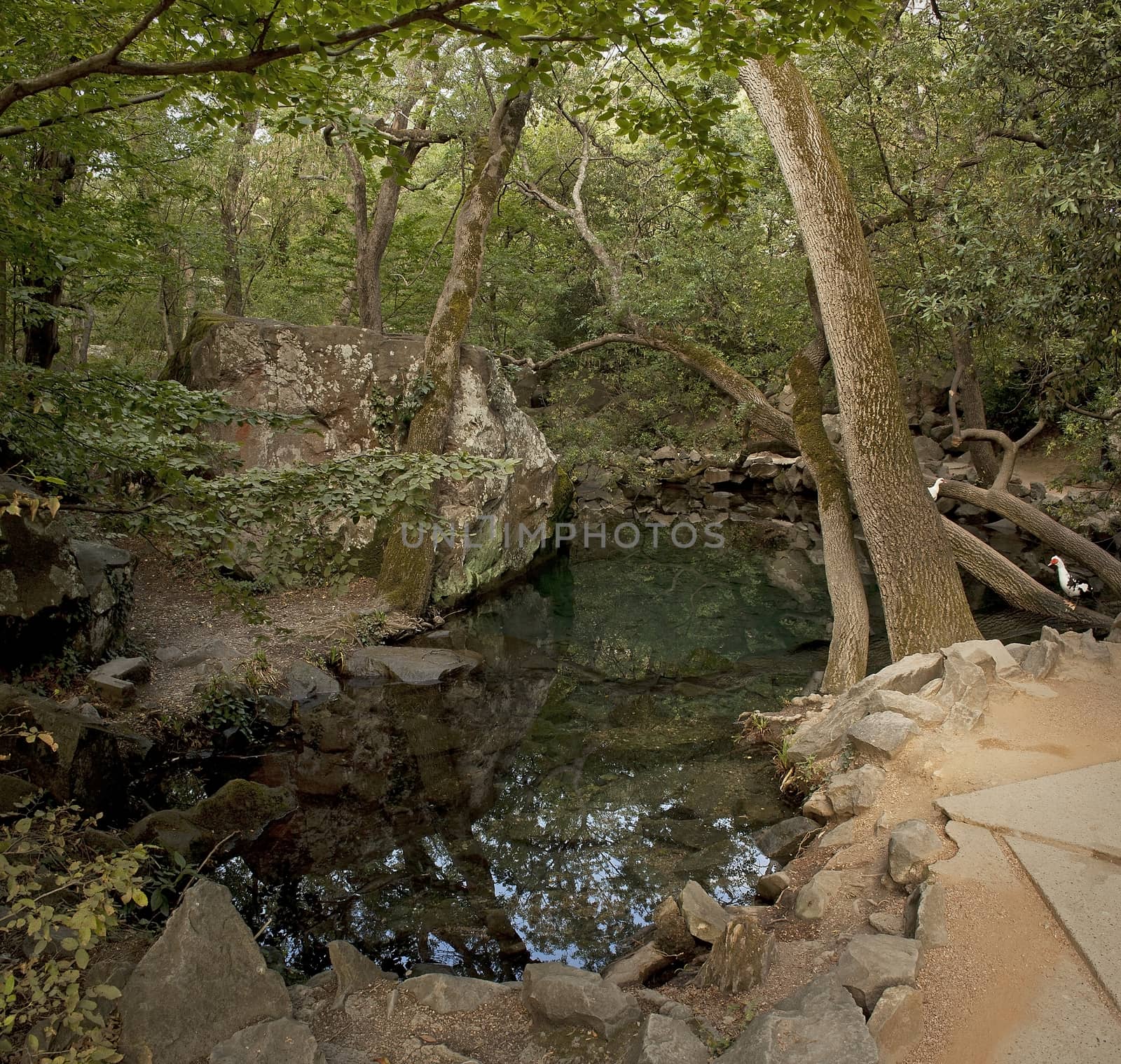 Small lake in the old park in the Crimea.