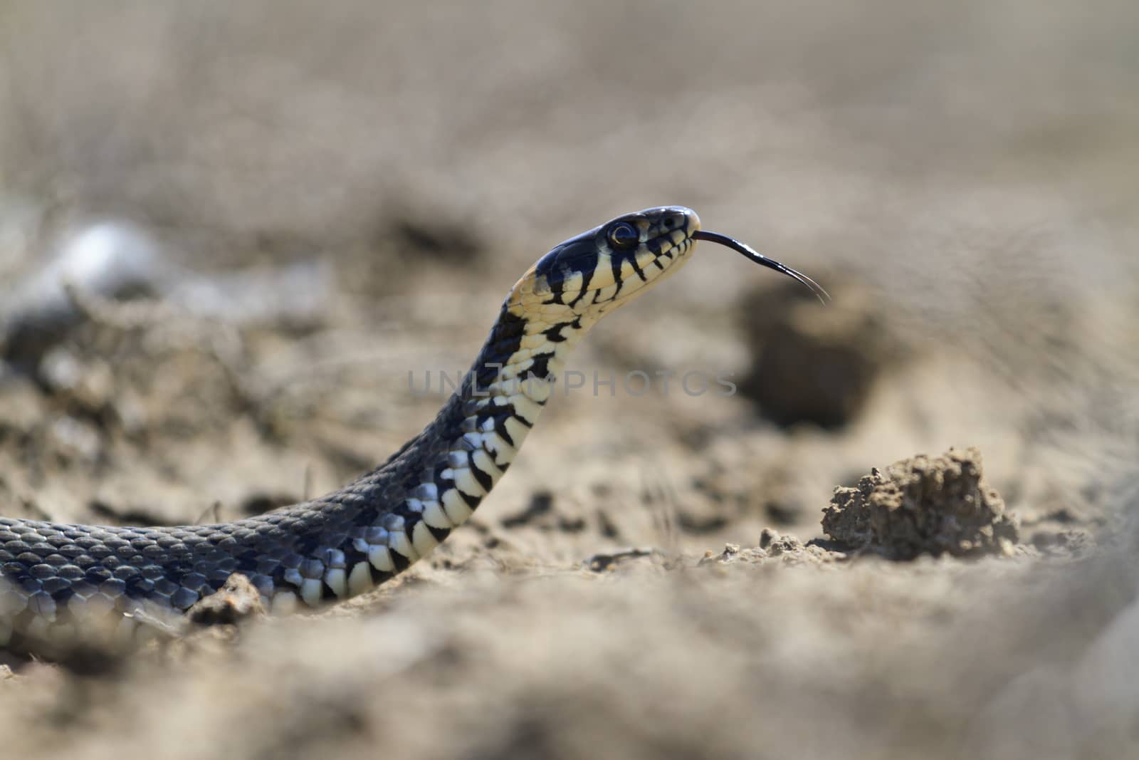 snake with protruding tongue crawling on sand,summer, snake, cold-blooded, reptiles