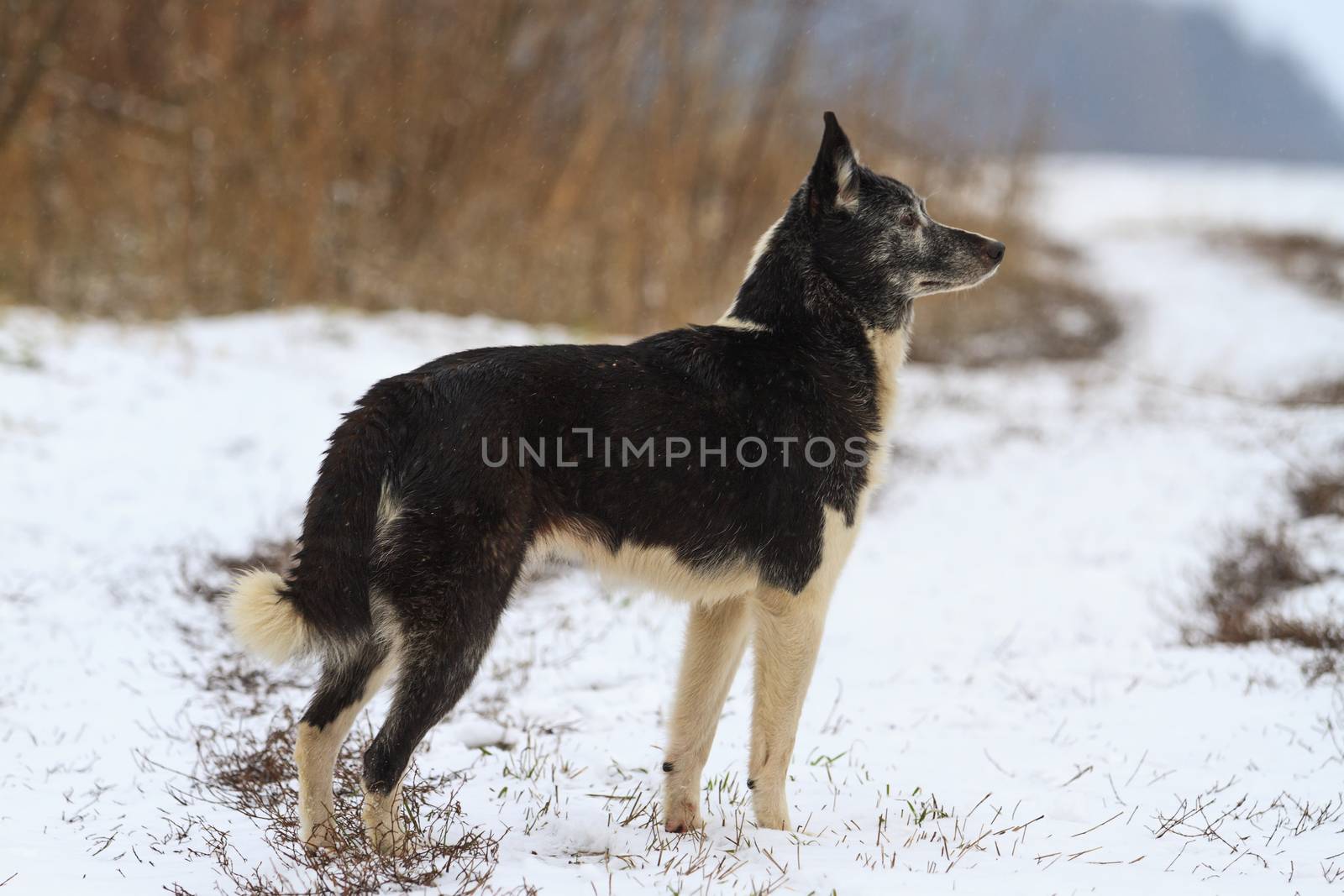 Laika , dog breed, hunting dog standing in front sniffing wild boar should,hunting for ungulates, opening the first snow footprints