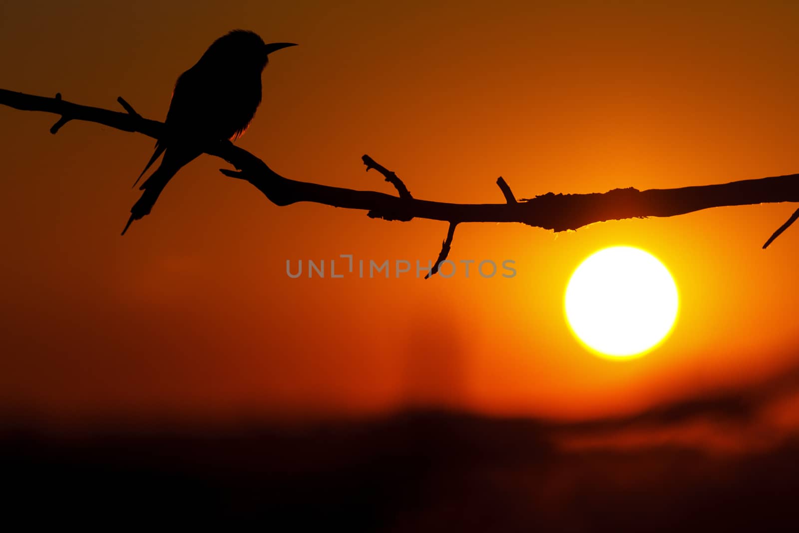 rare bird silhouette at sunset,birds of paradise, bee-eaters, iridescent colors