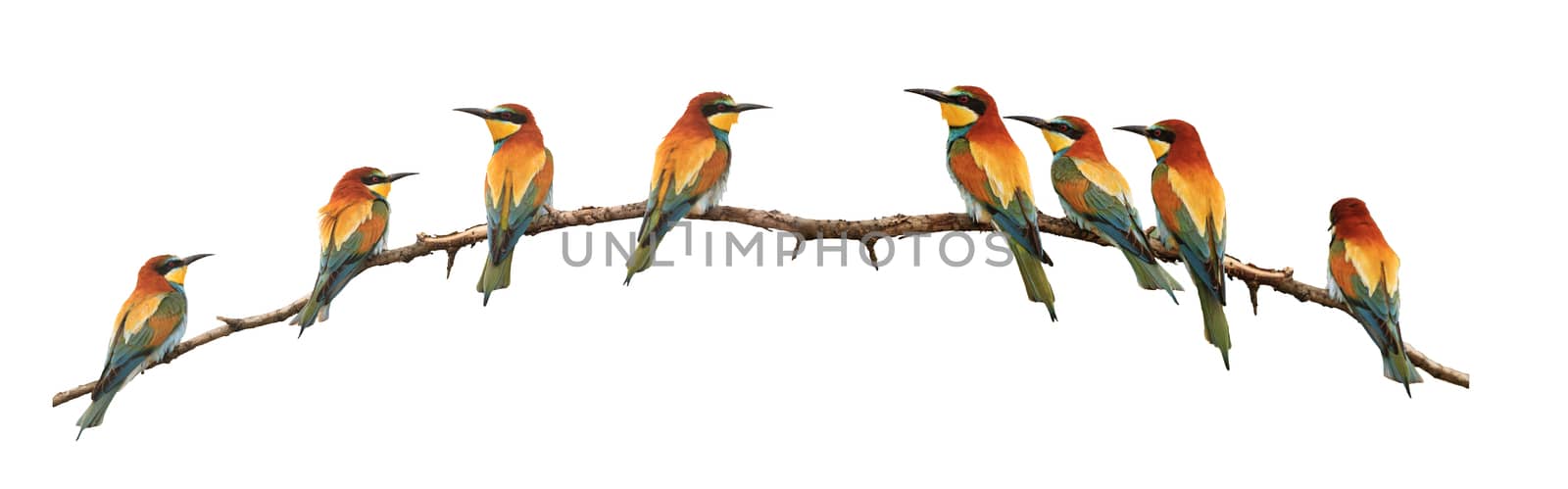 set of bee-eaters sitting on a branch isolated on white,birds of paradise, bee-eaters, rainbow colors, a group of birds. flock