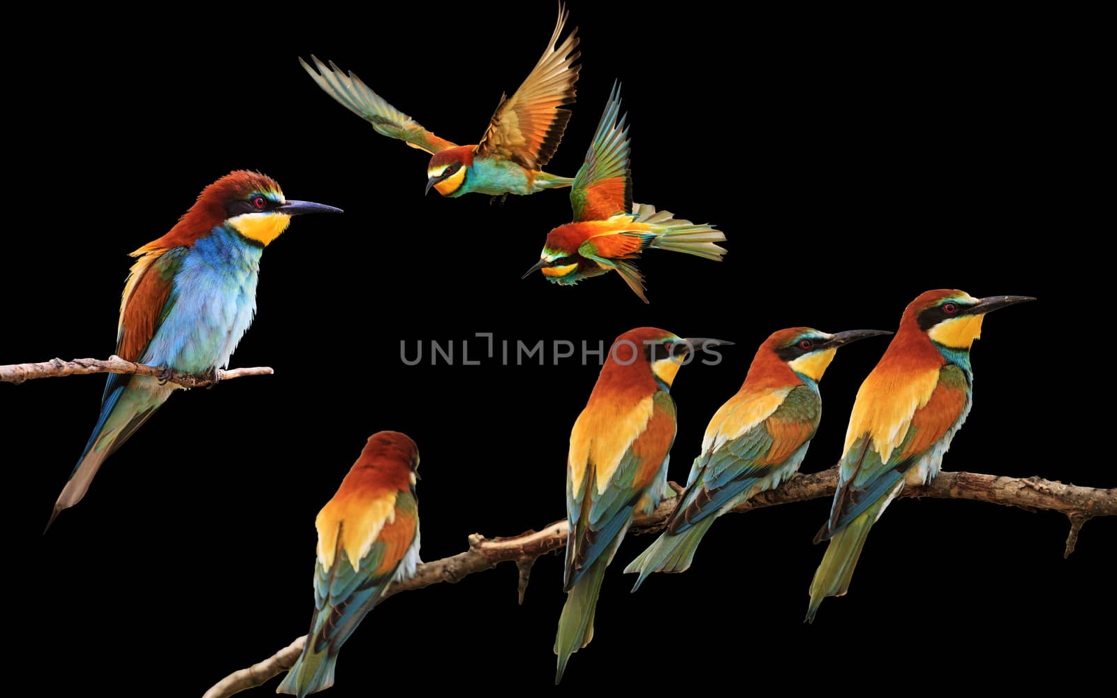 set of colored birds in different poses isolated on black,birds of paradise, bee-eaters, iridescent colors
